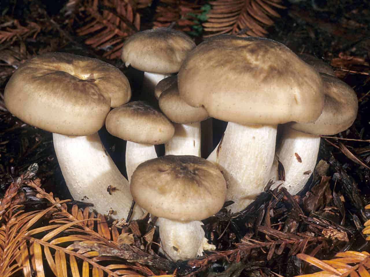 Как выглядит рядовка гриб съедобный фото