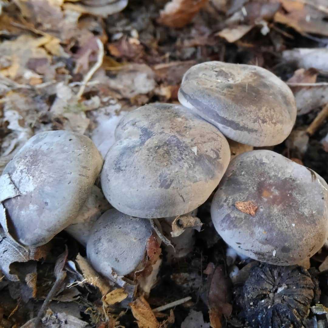 виды грибов рядовка фото