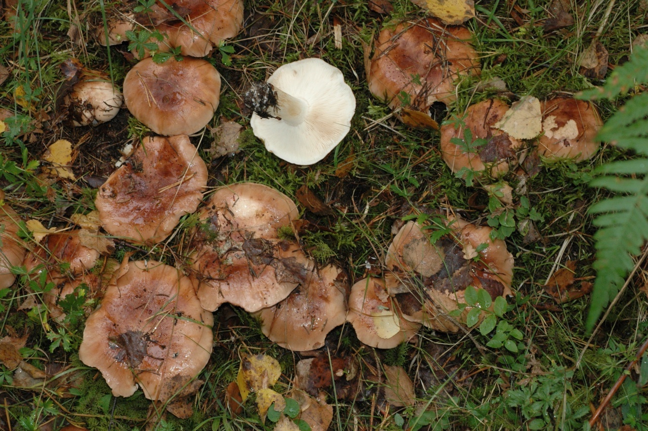 картинки грибов тополевки
