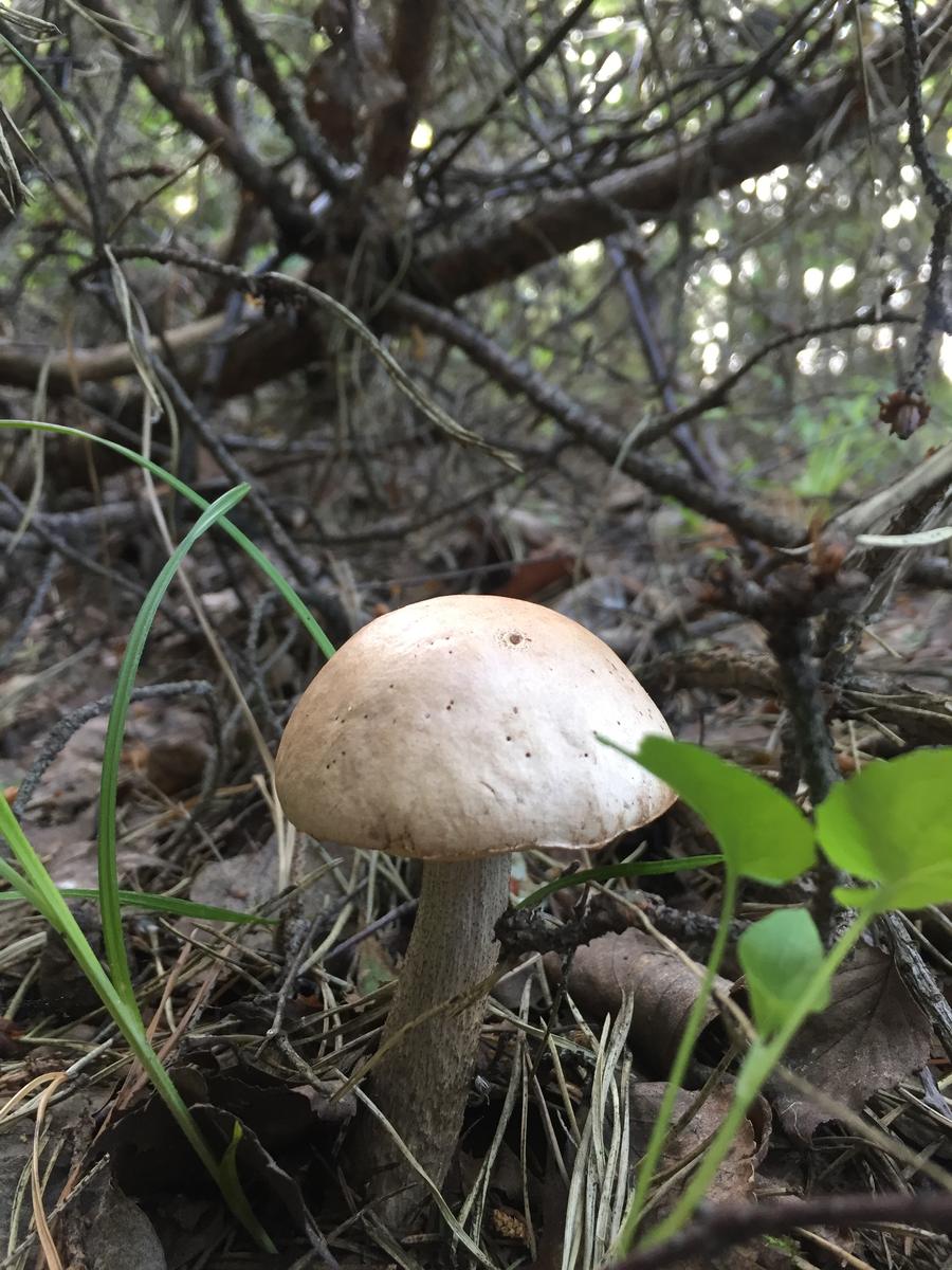 Съедобные грибы Владимирской области
