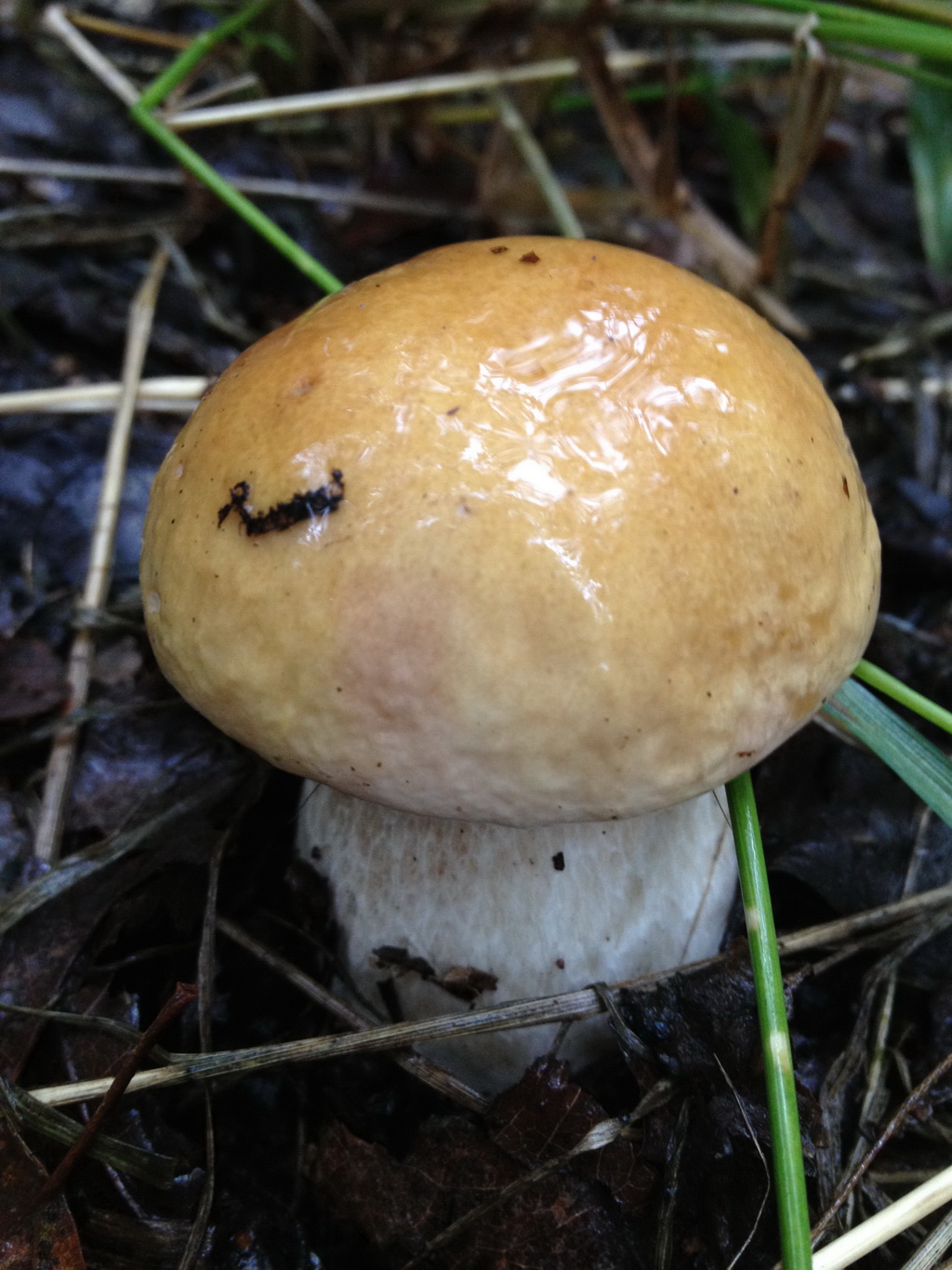 Белый гриб съедобный