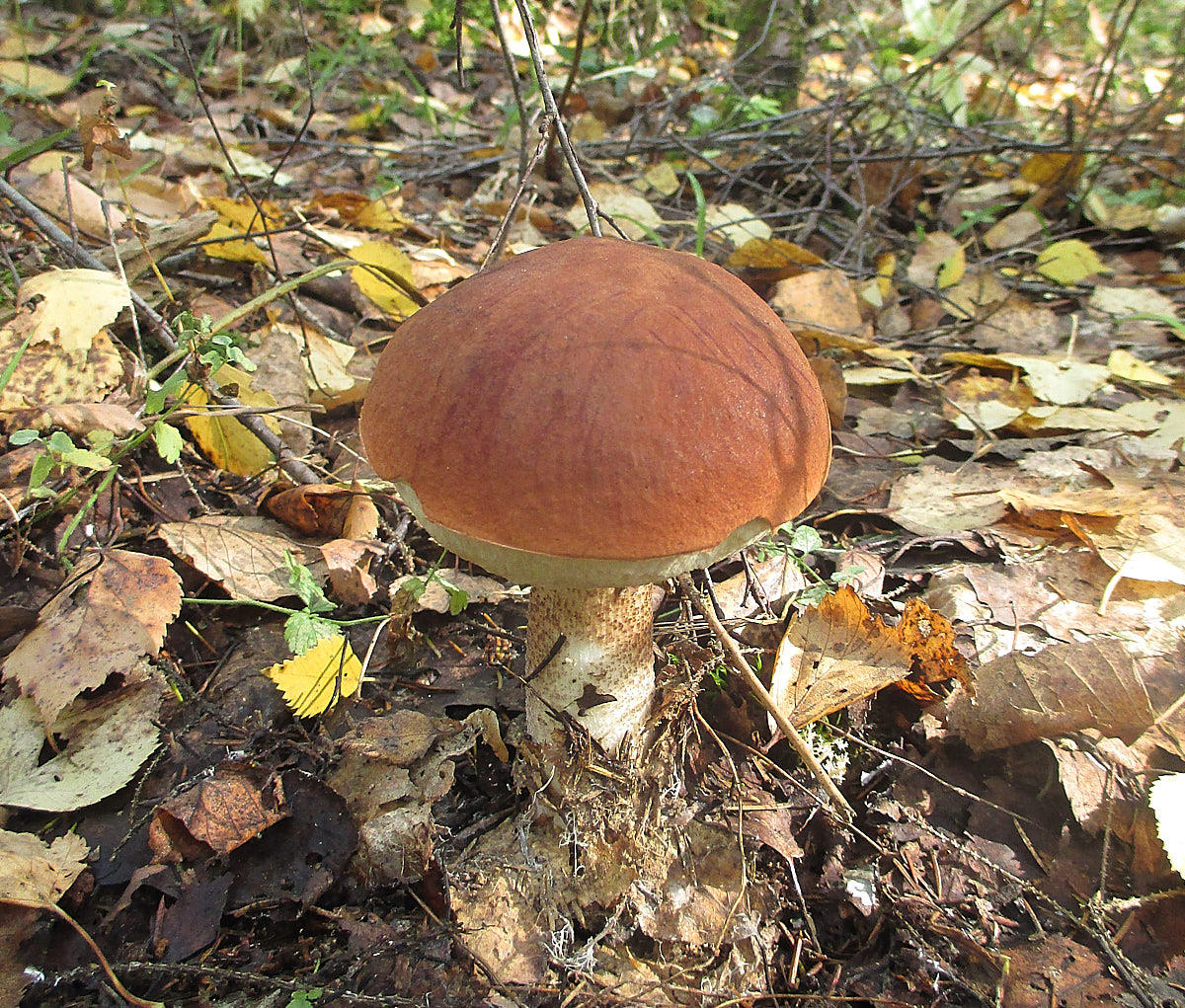 Съедобные и несъедобные грибы Владимирской области