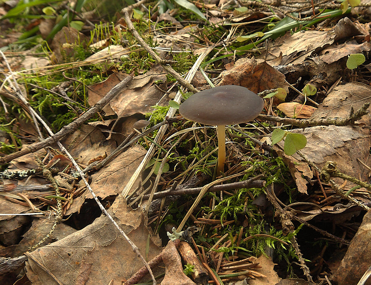 Маленькие синие грибы в Владимирской области