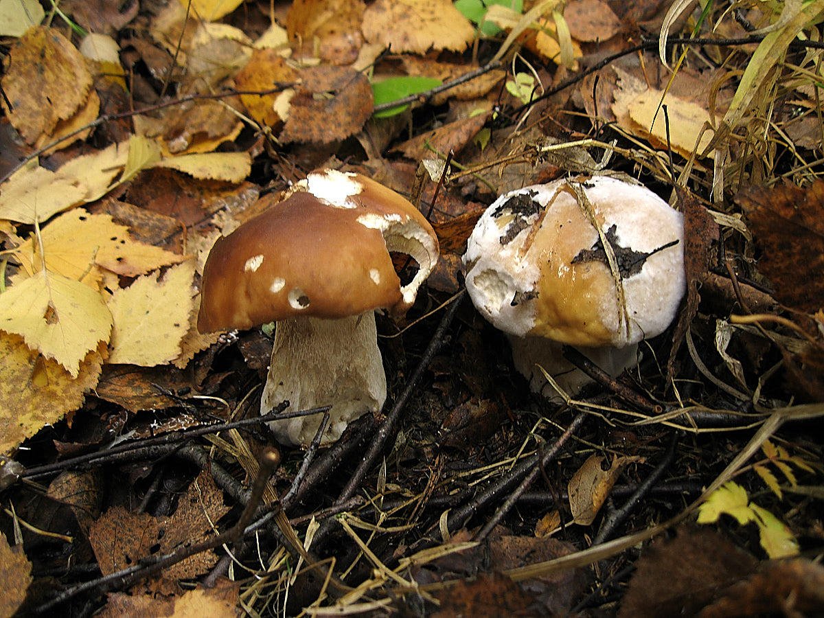 Ядовитые грибы средней полосы России