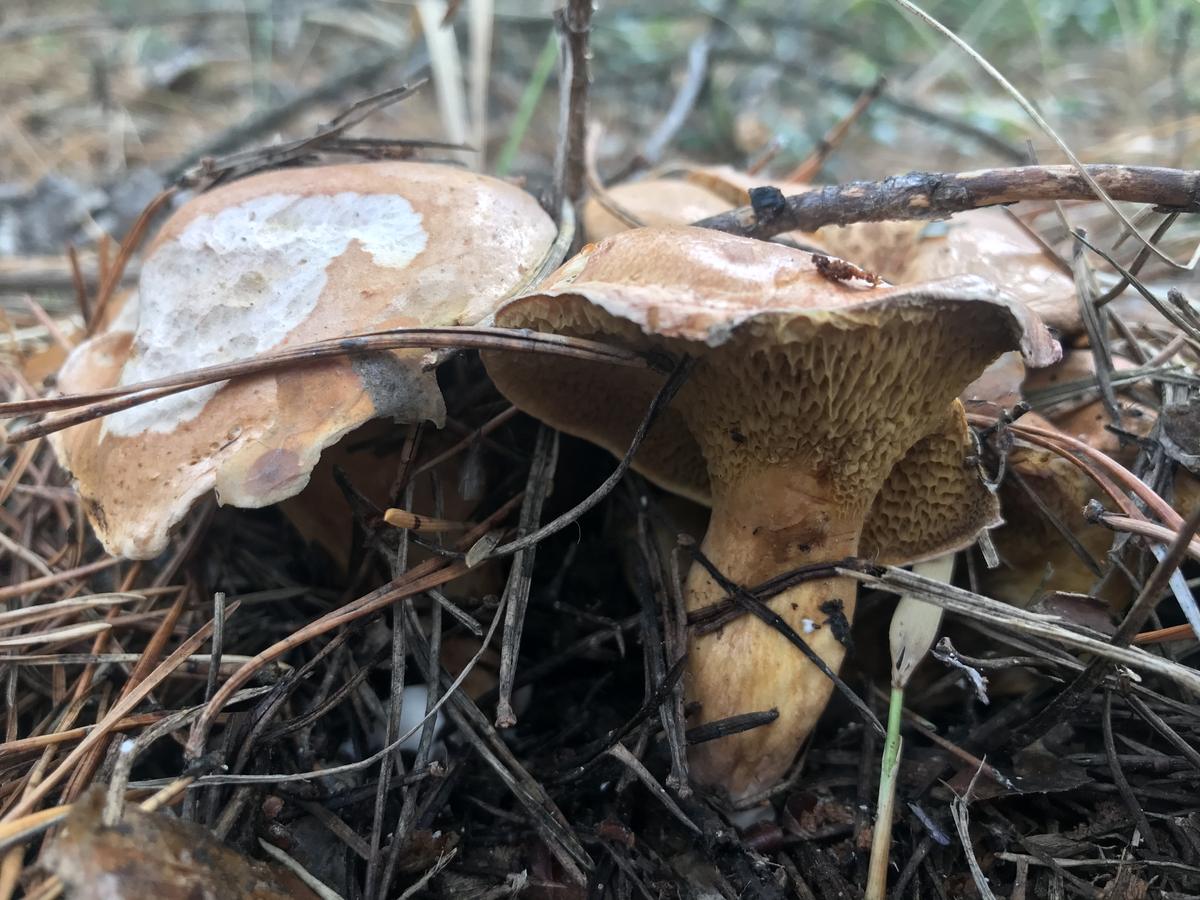 Съедобные грибы в октябре во Владимирской области