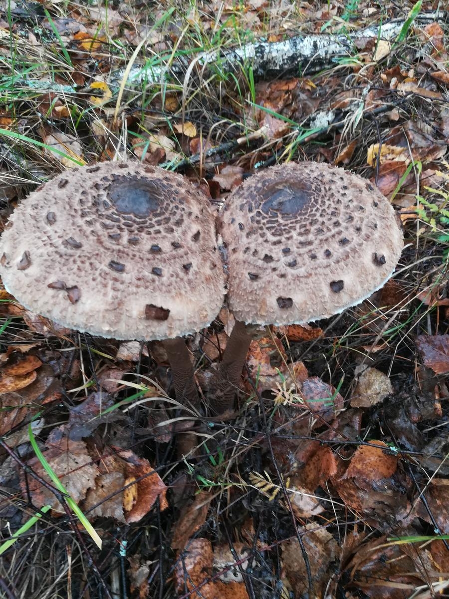 Съедобные грибы Архангельской области