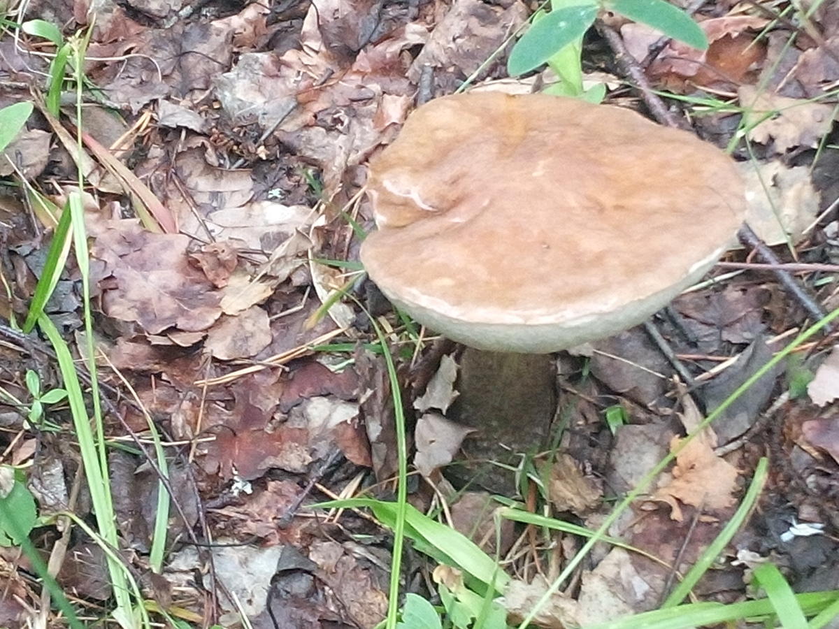 Маслёнок гриб переросток фото