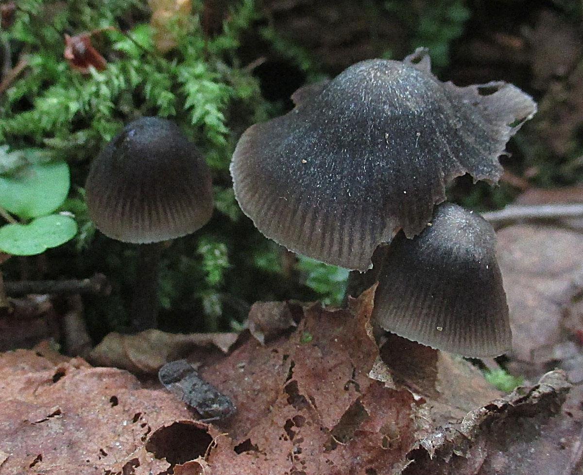 Редкие грибы Владимирской области