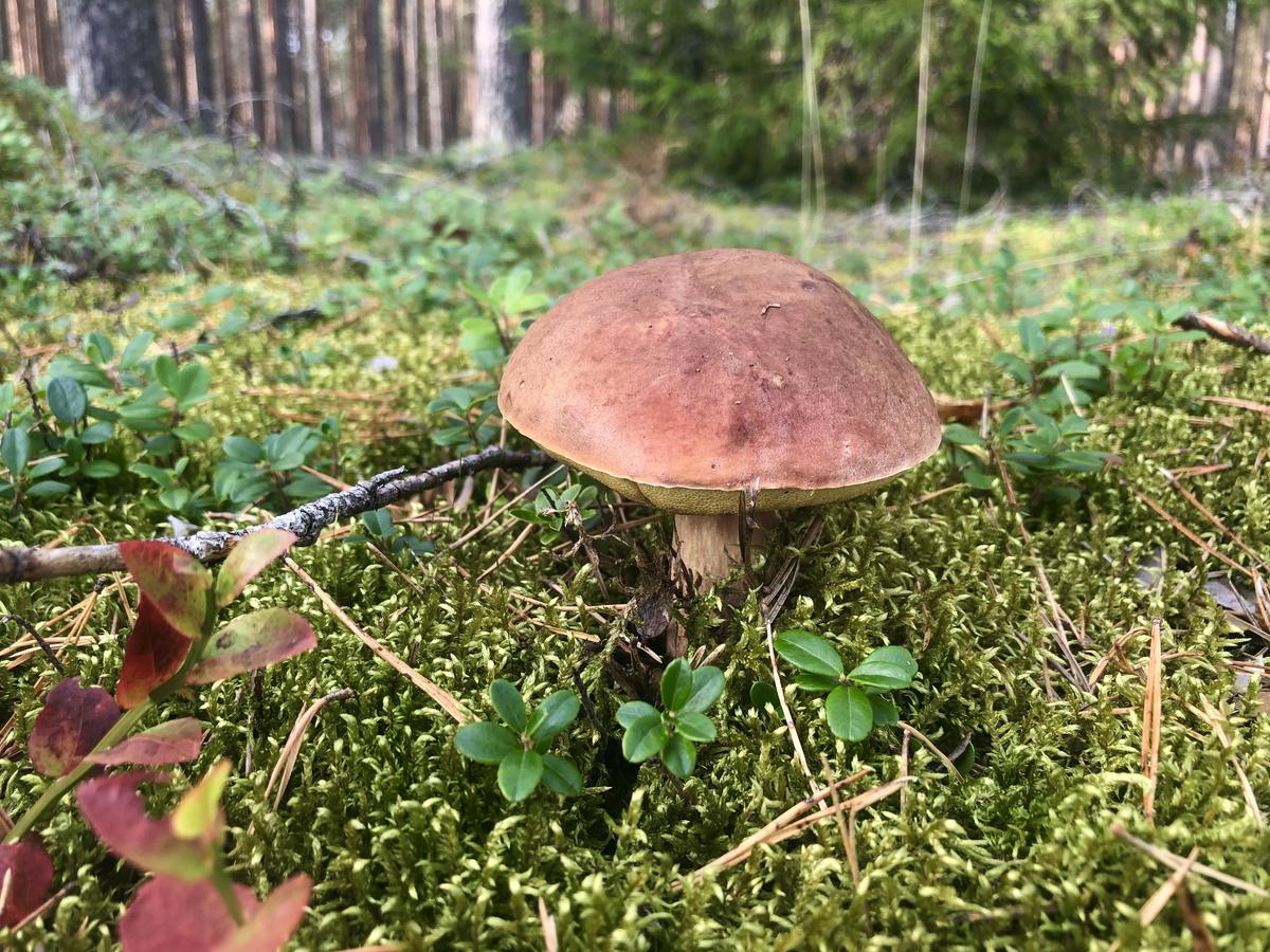 Съедобные грибы Тверской области