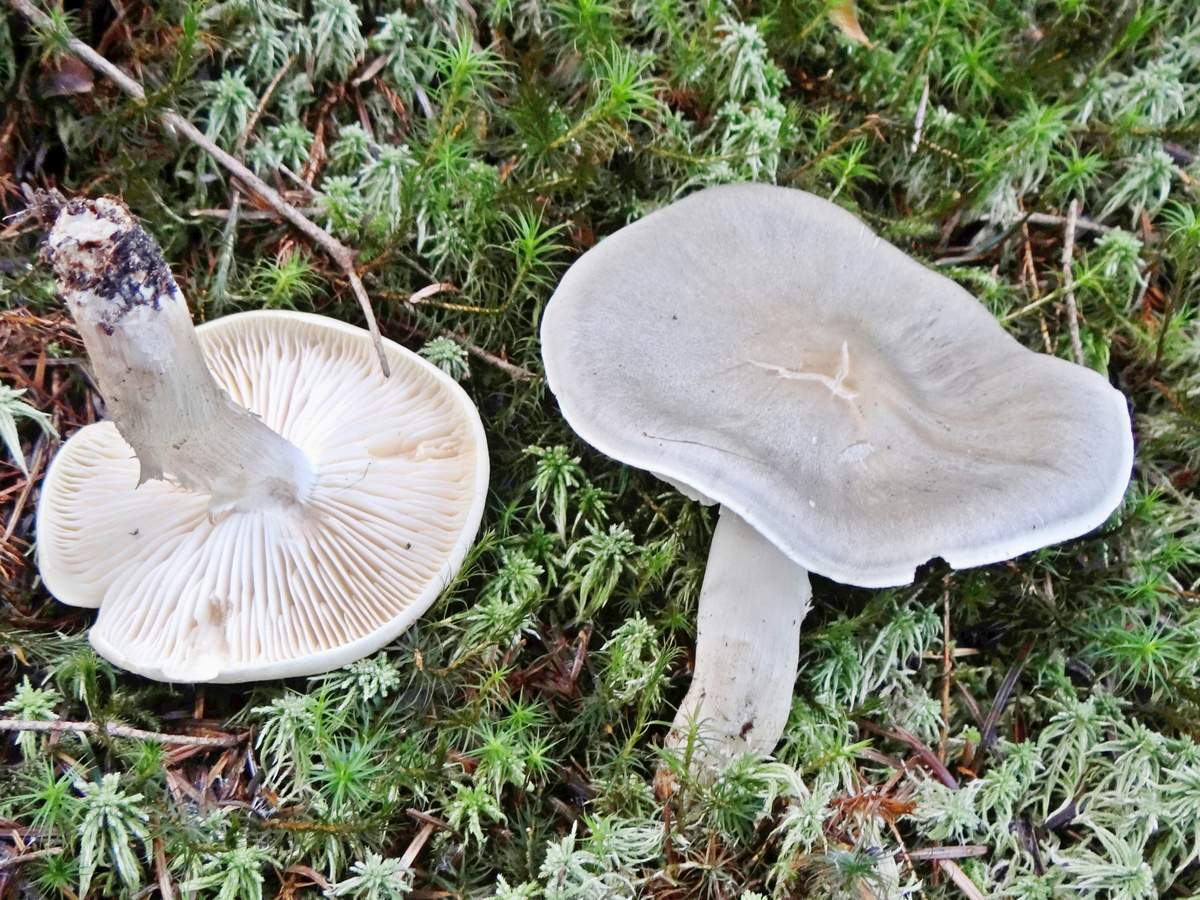 серые грибы фото и их названия