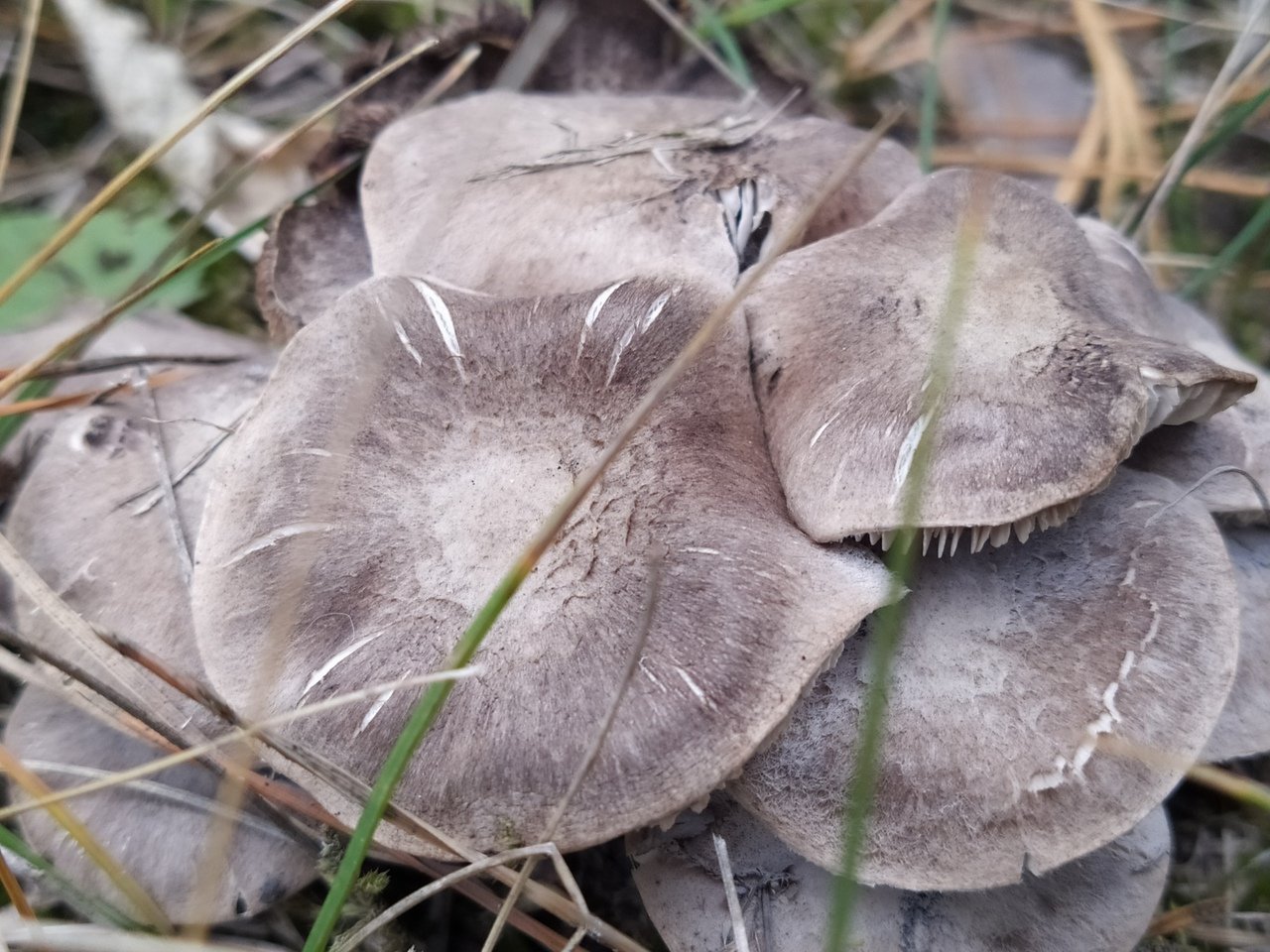 Серые осенние грибы
