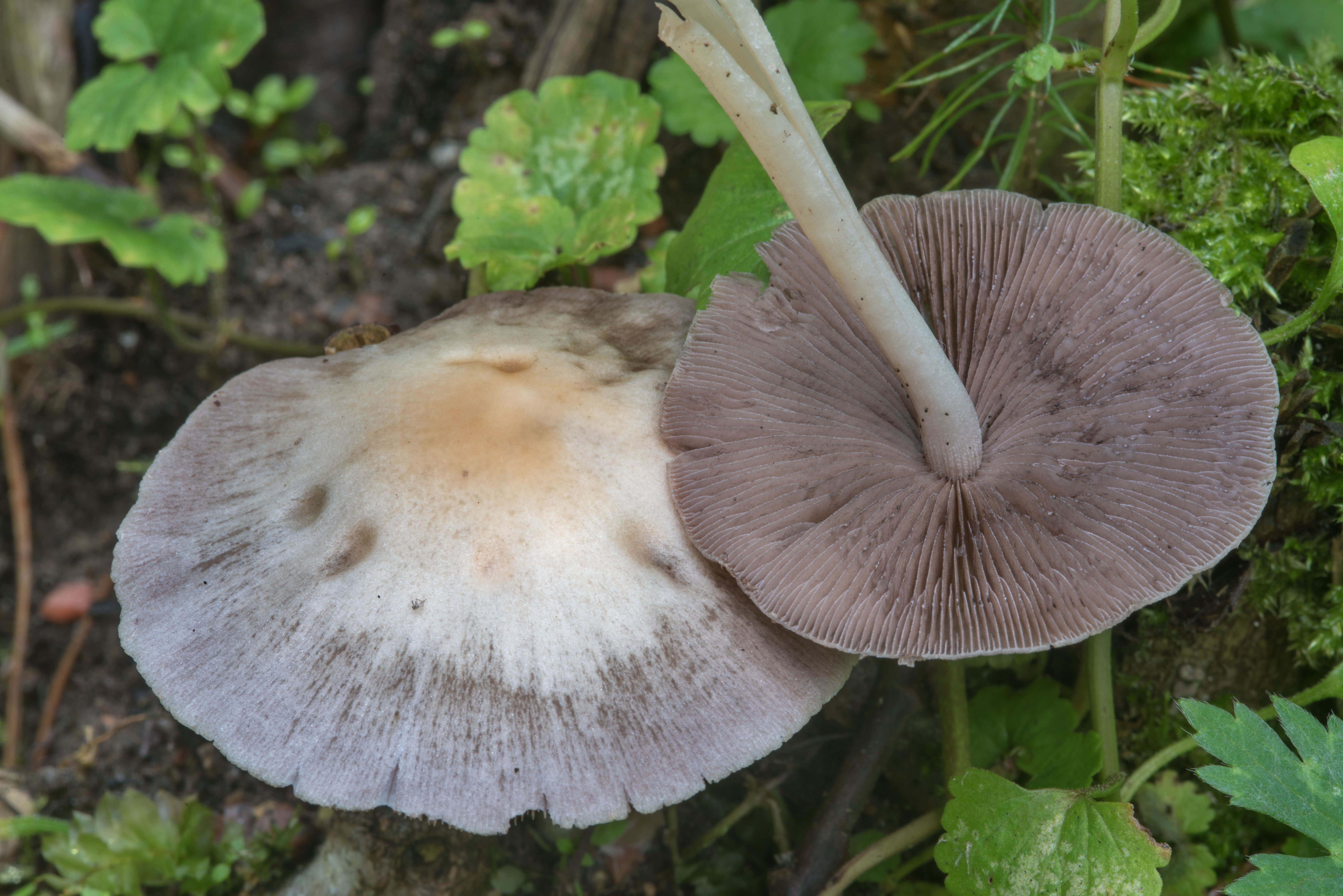 Большие серые грибы
