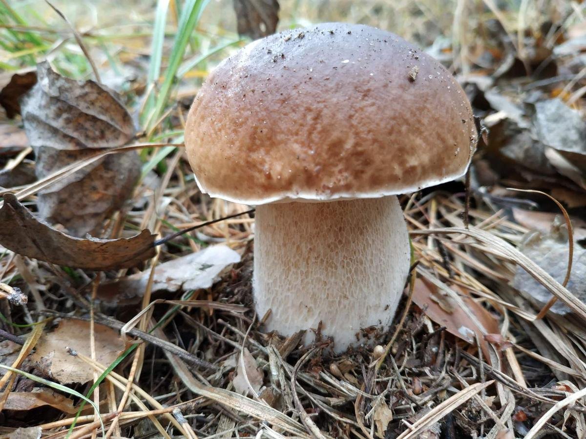 Съедобные грибы ростовской области фото и описание