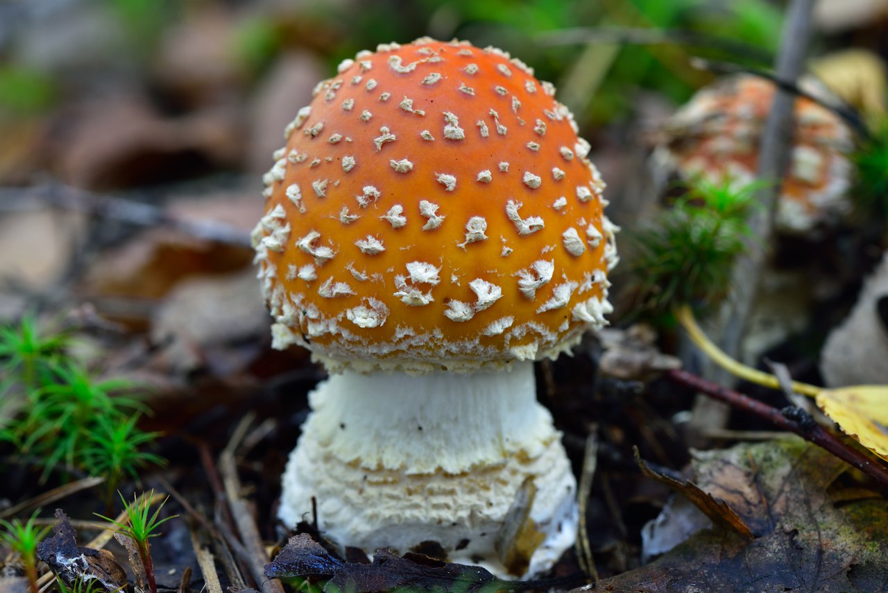 Обычные грибы