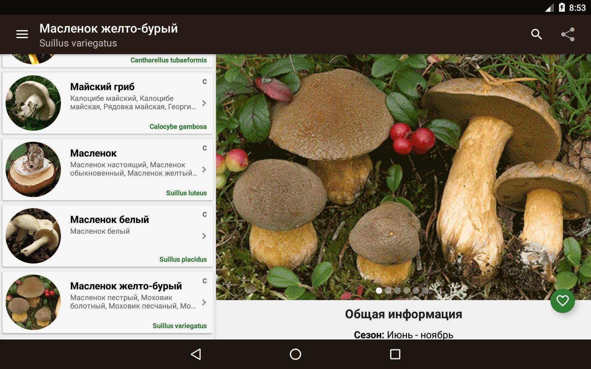 Фото съедобных грибов с названиями и описанием в ленинградской области