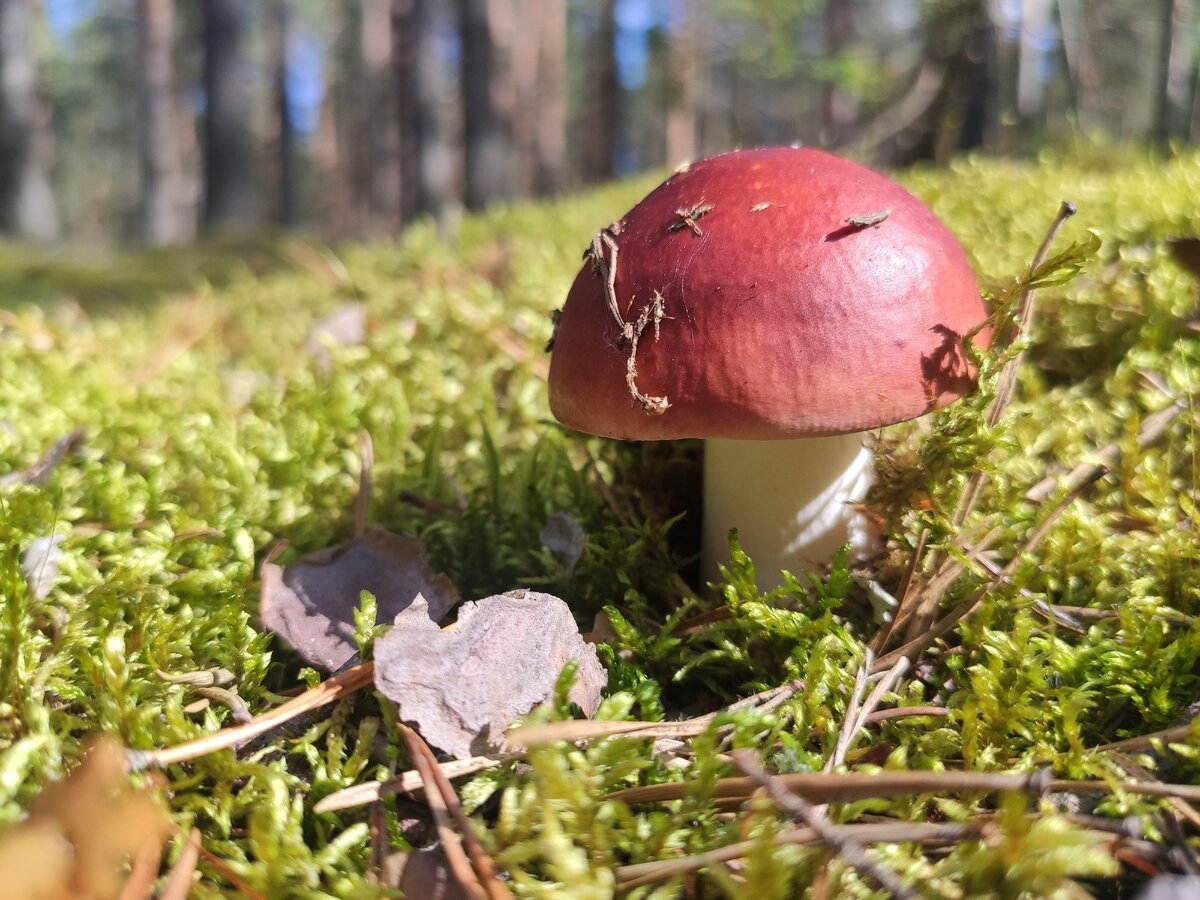 Несъедобные грибы Вологды