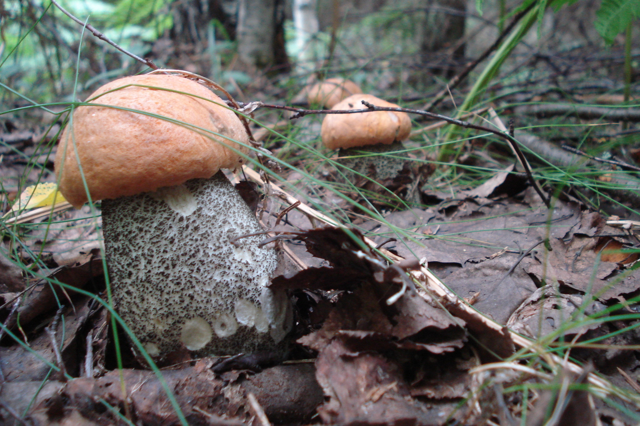 Вологодские грибы фотоальбом