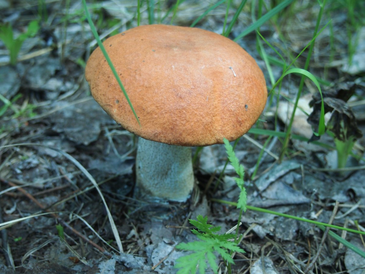 Белый гриб и подосиновик