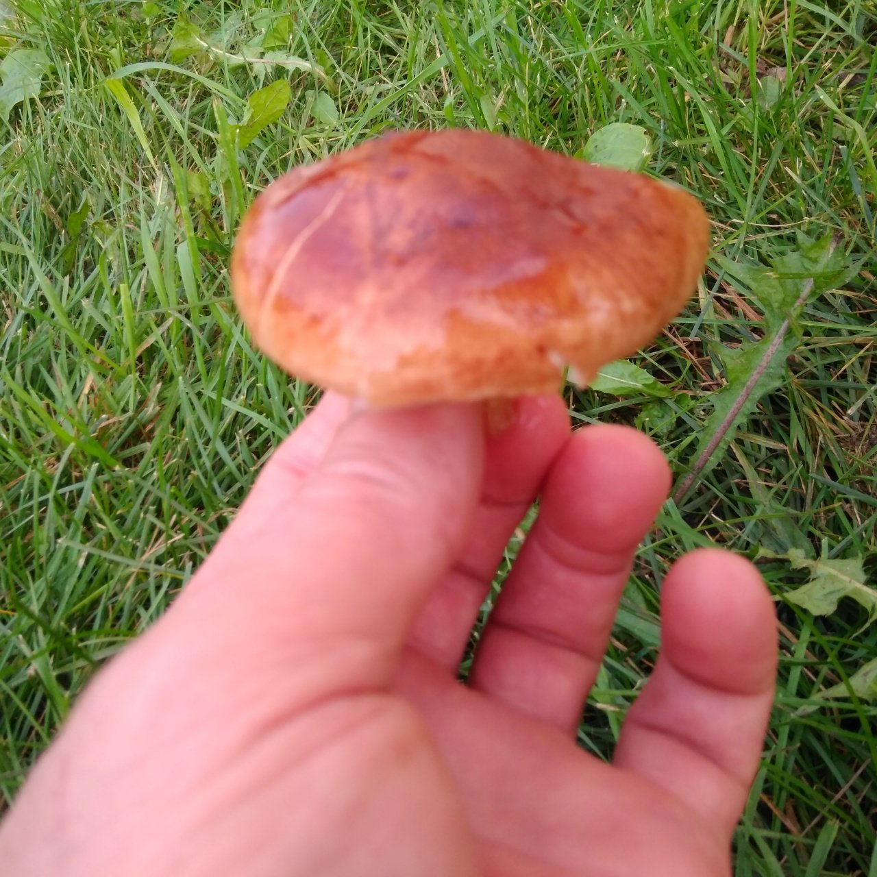 Съедобные грибы Башкирии