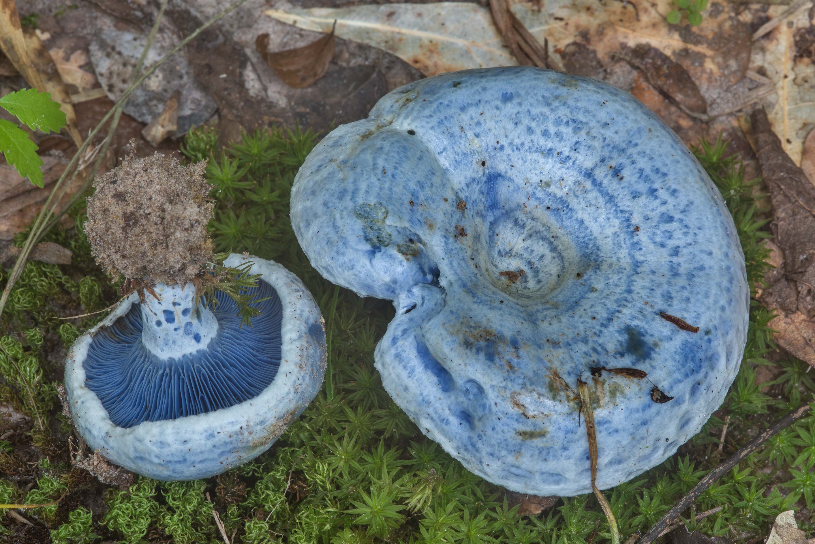 Млечник голубой гриб
