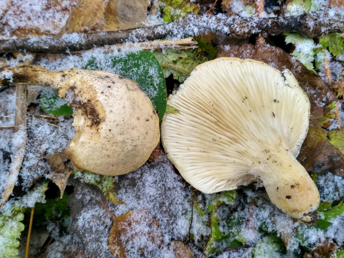 определитель съедобных грибов по фото