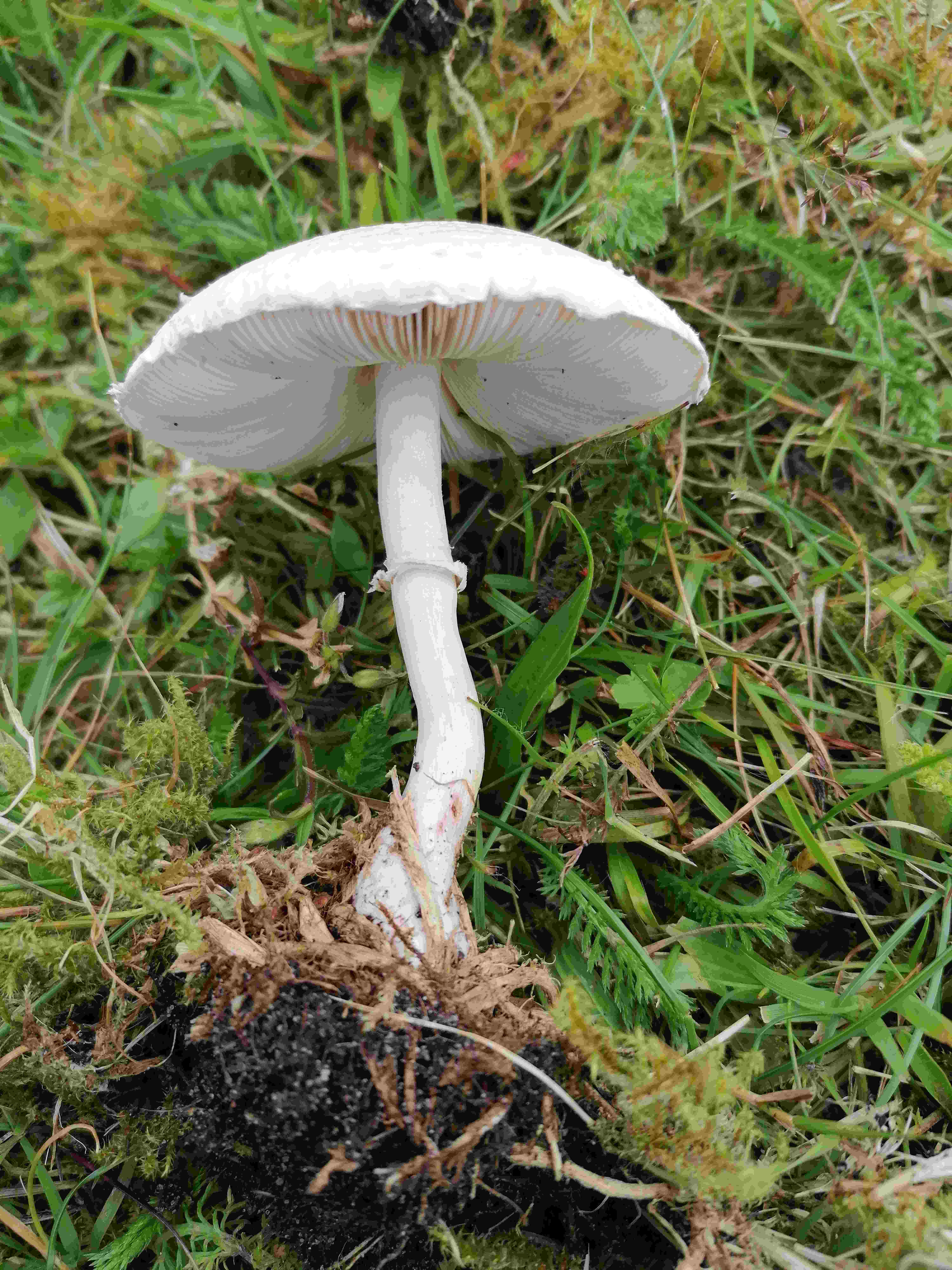 гриб шампиньон луговой фото