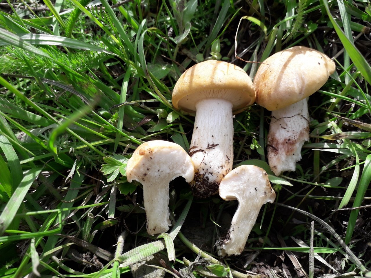 Майские грибы съедобные фото и описание