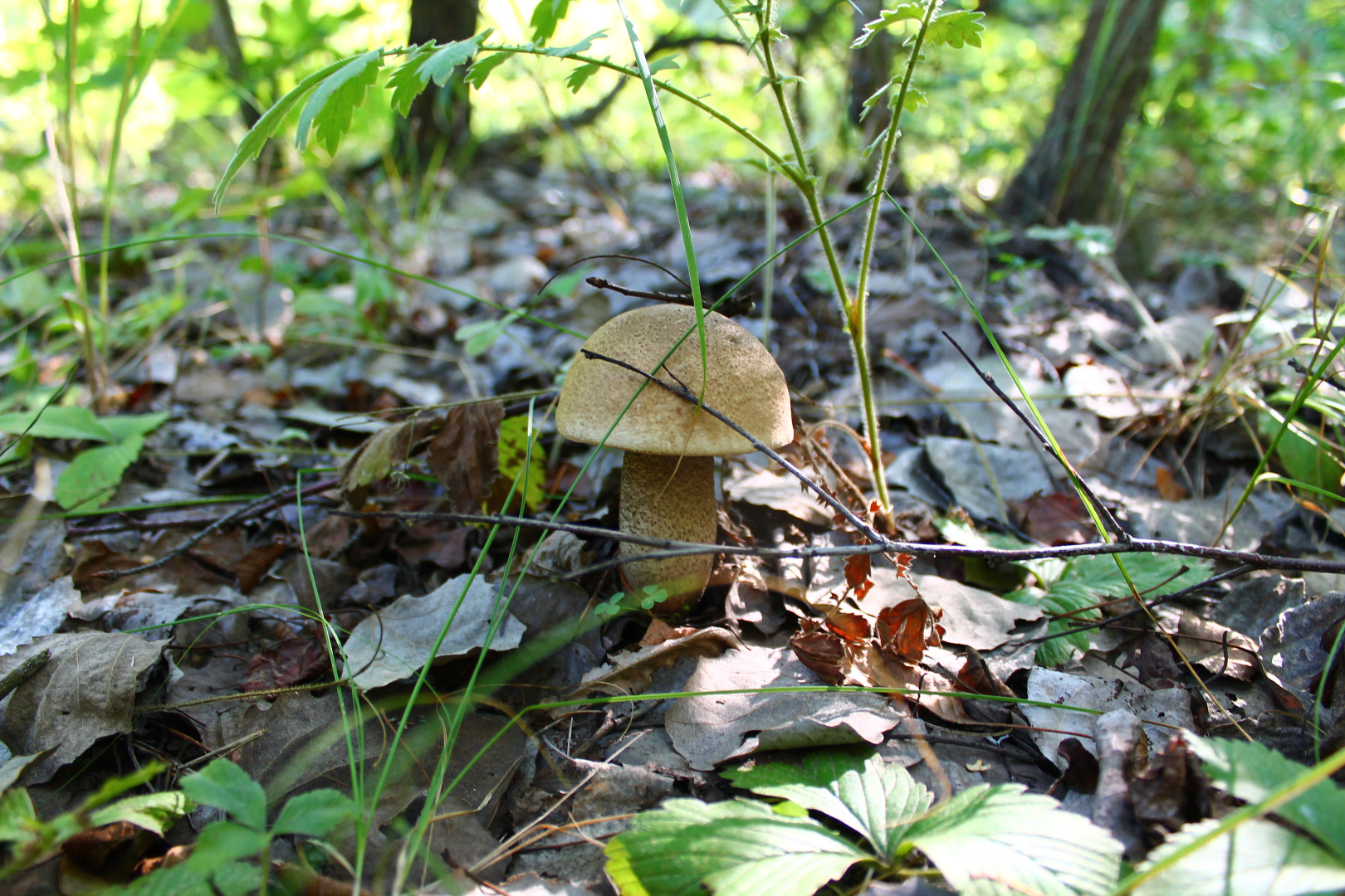 Весенние съедобные грибы Новгородской области
