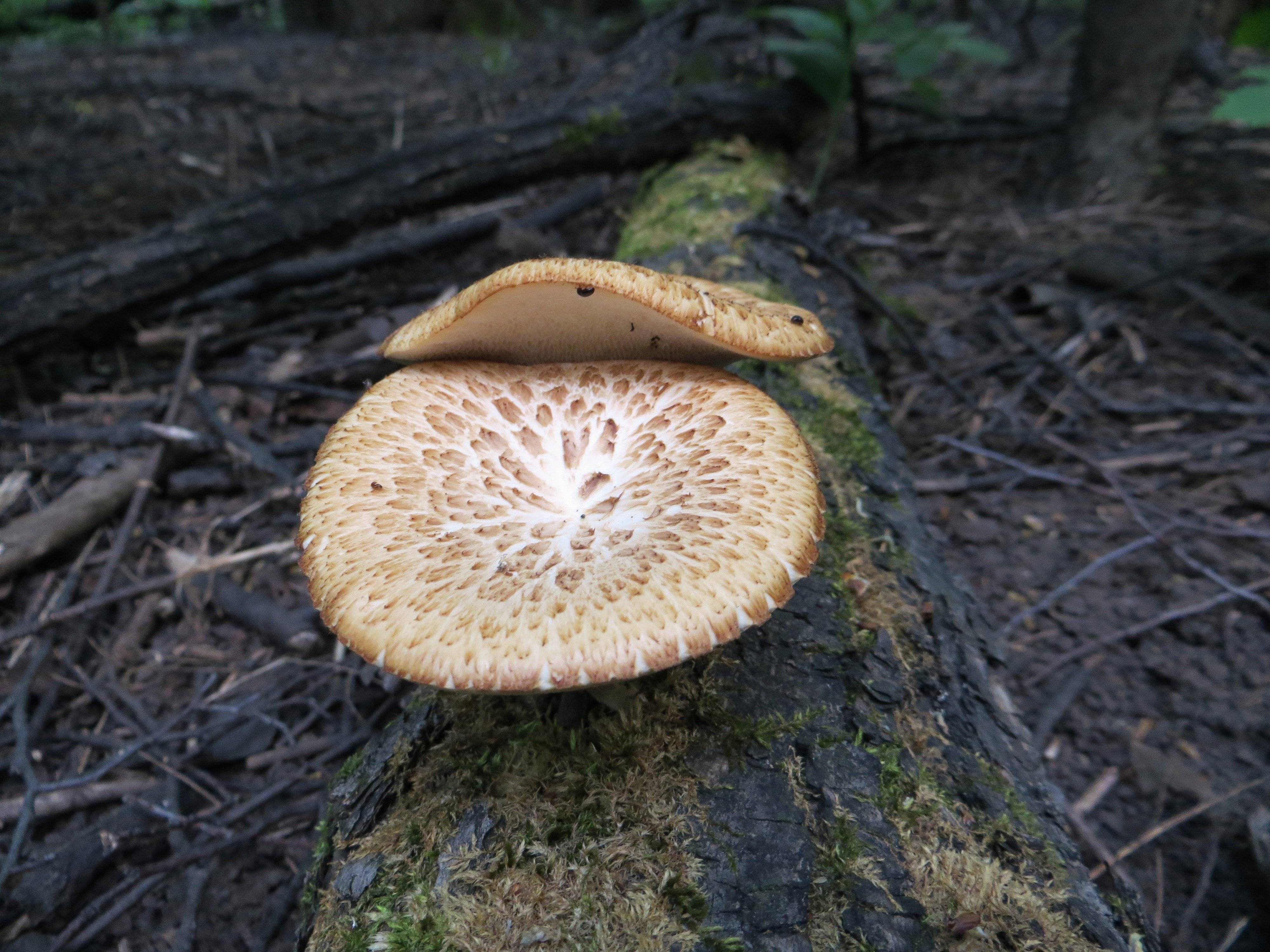 Съедобные грибы в мае фото
