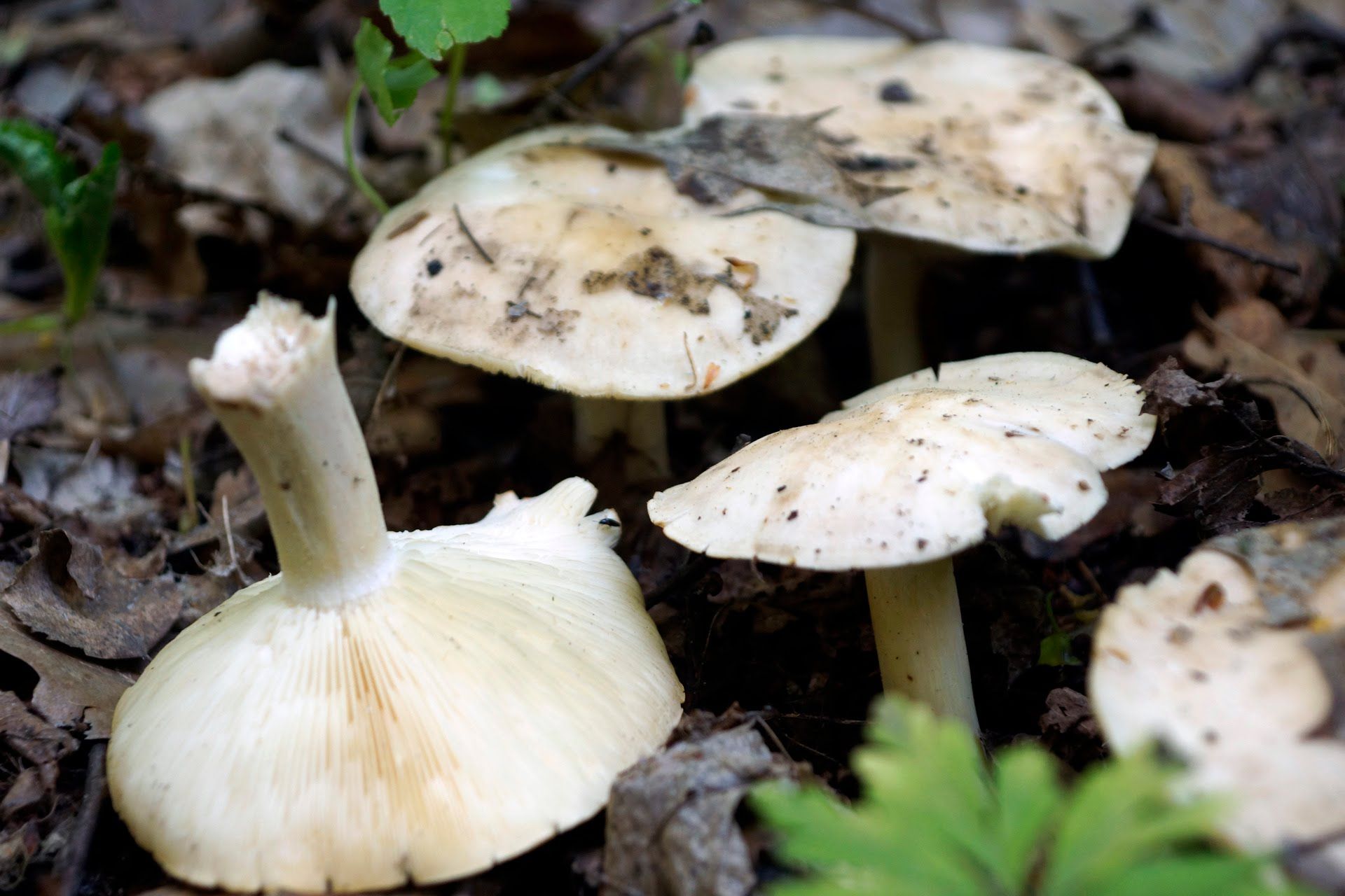 Майские грибы съедобные фото и описание