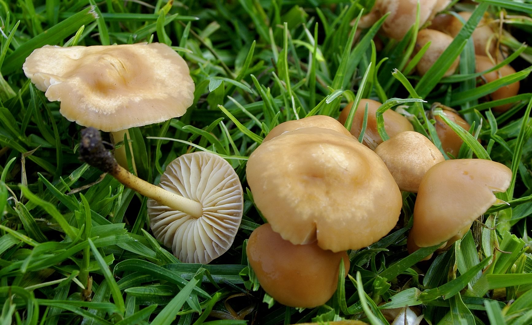 Шампиньоны грибы фото съедобные и ложные