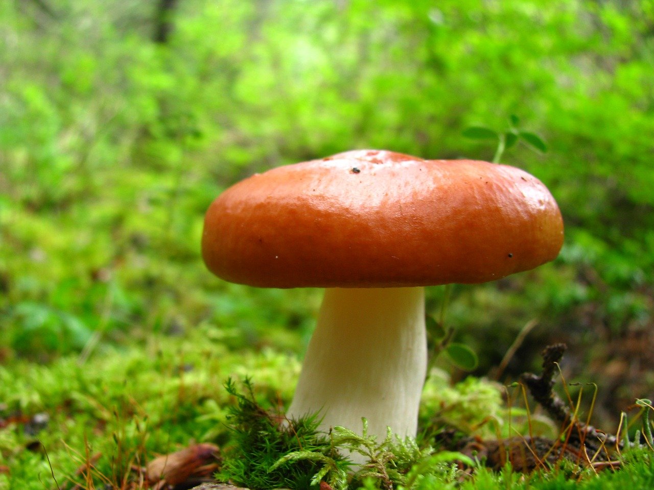 Съедобные грибы Пермского края