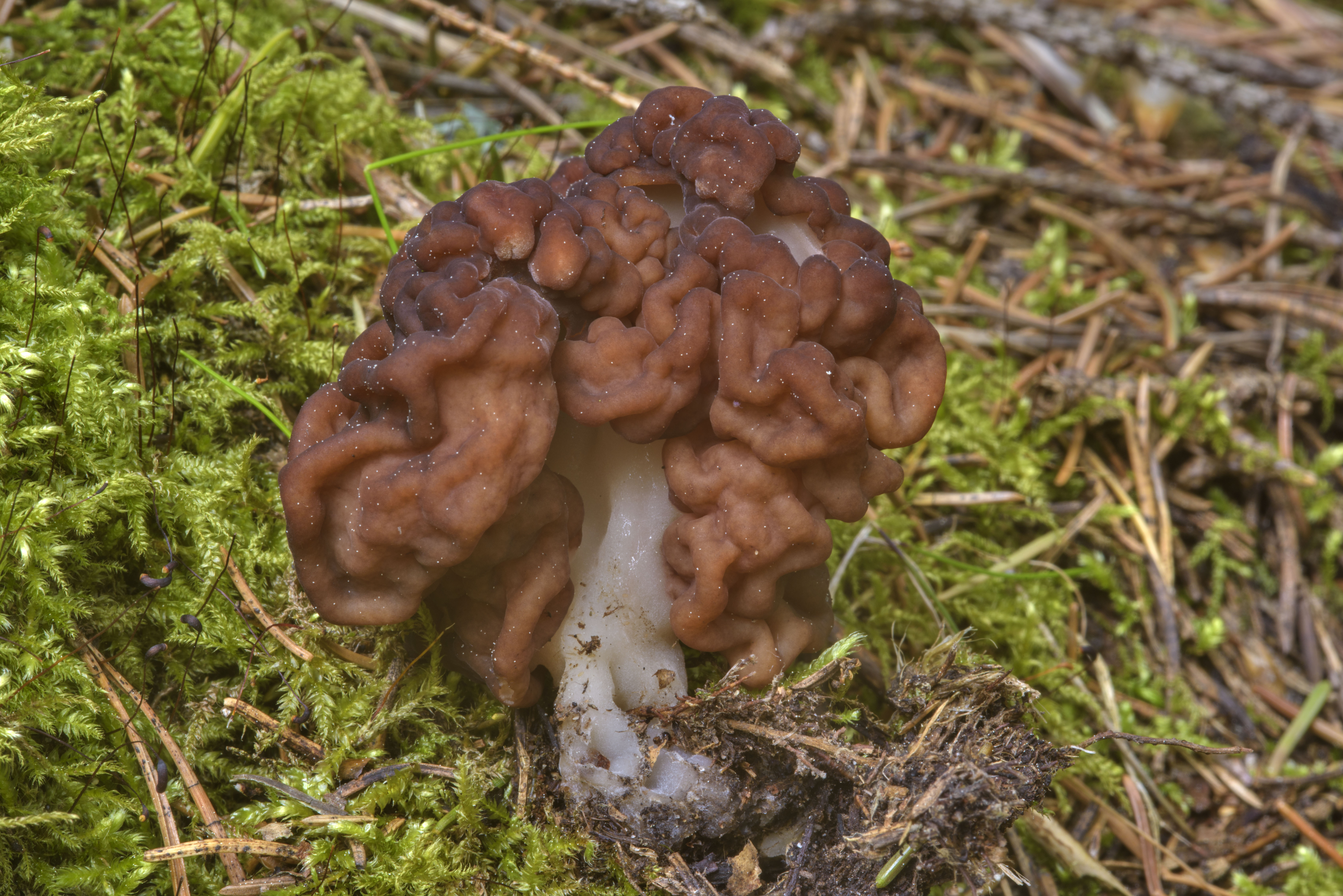 Как выглядят сморчки и строчки грибы фото и название