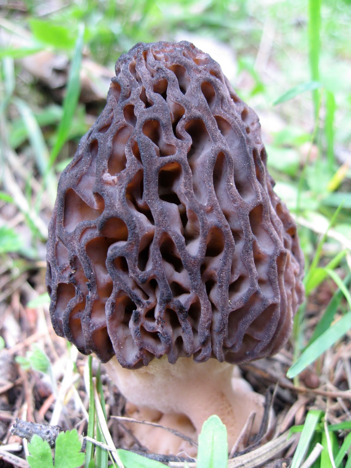 Сморчки грибы