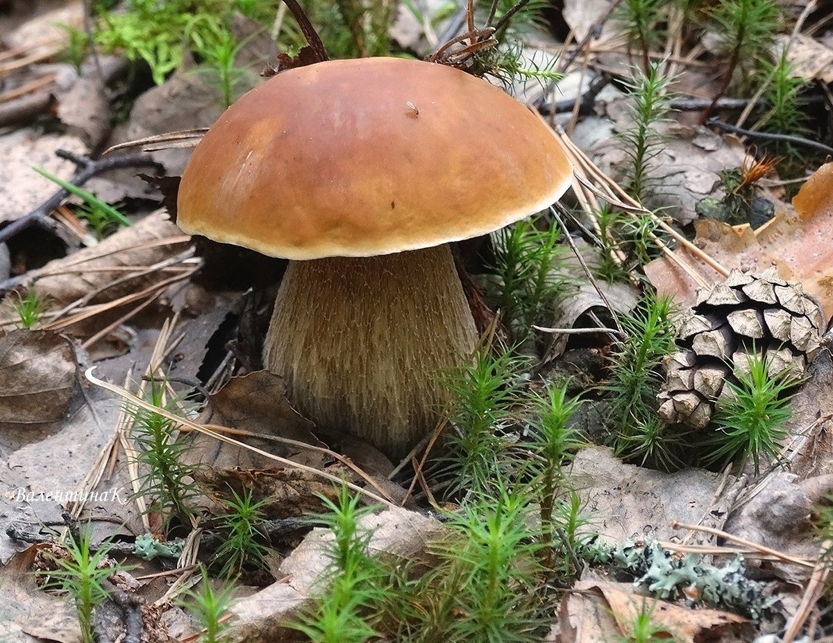Сибирский белый гриб