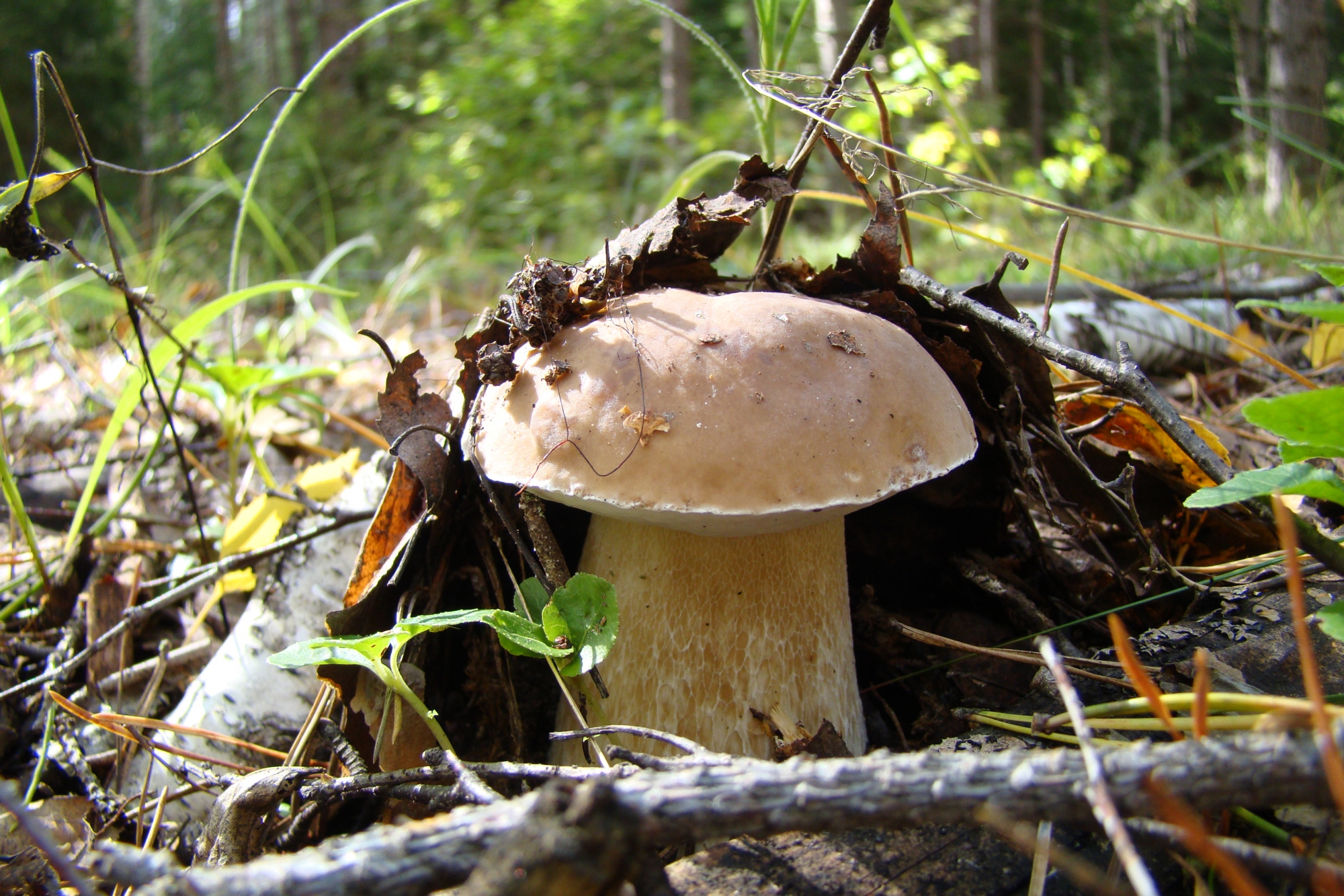 Съедобные грибы в хмао фото и название