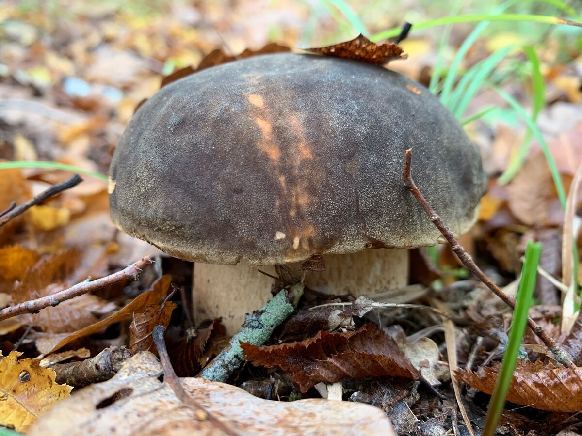 Осенние грибы Краснодарского края