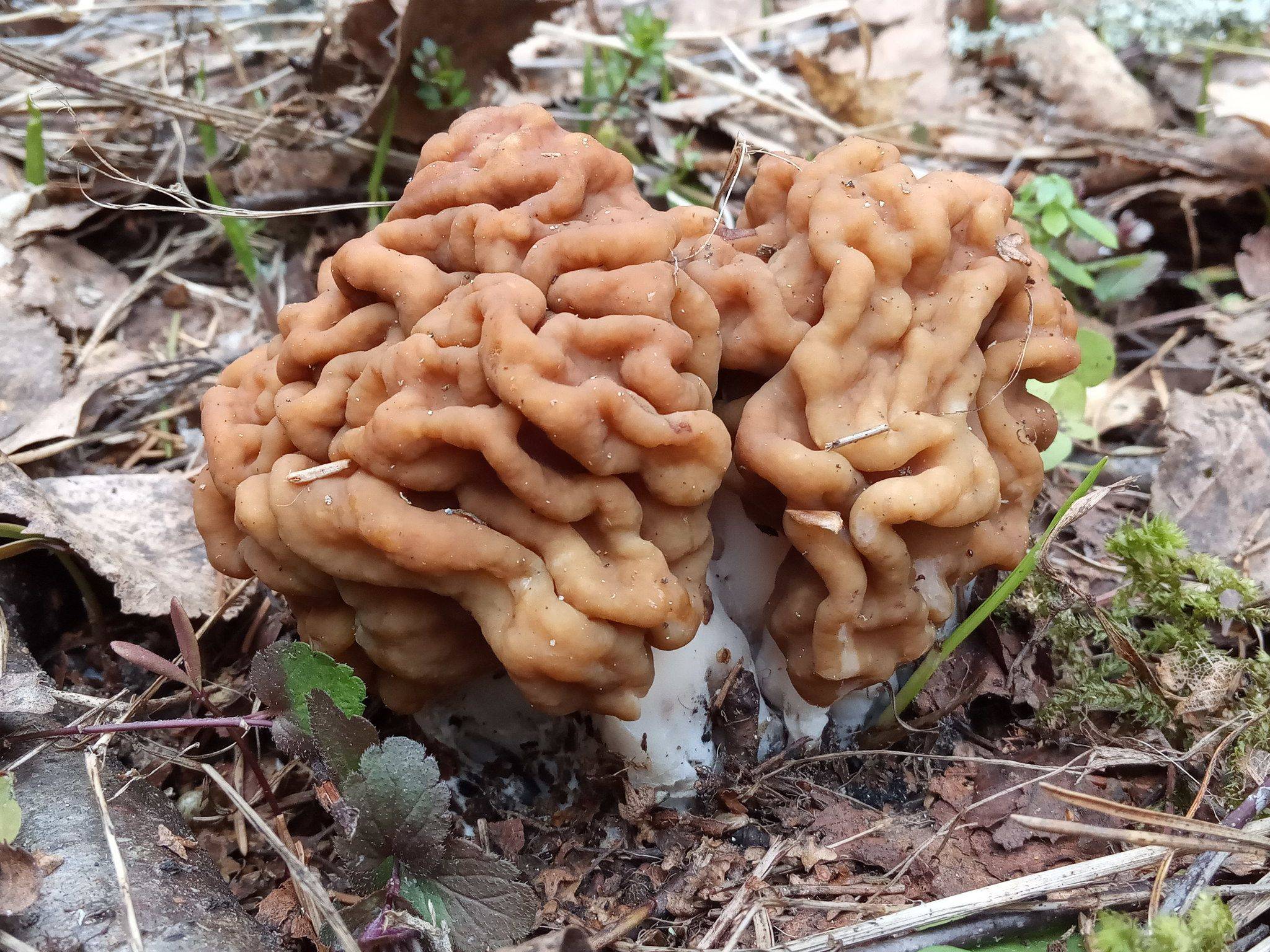 Строчок обыкновенный ядовитый гриб