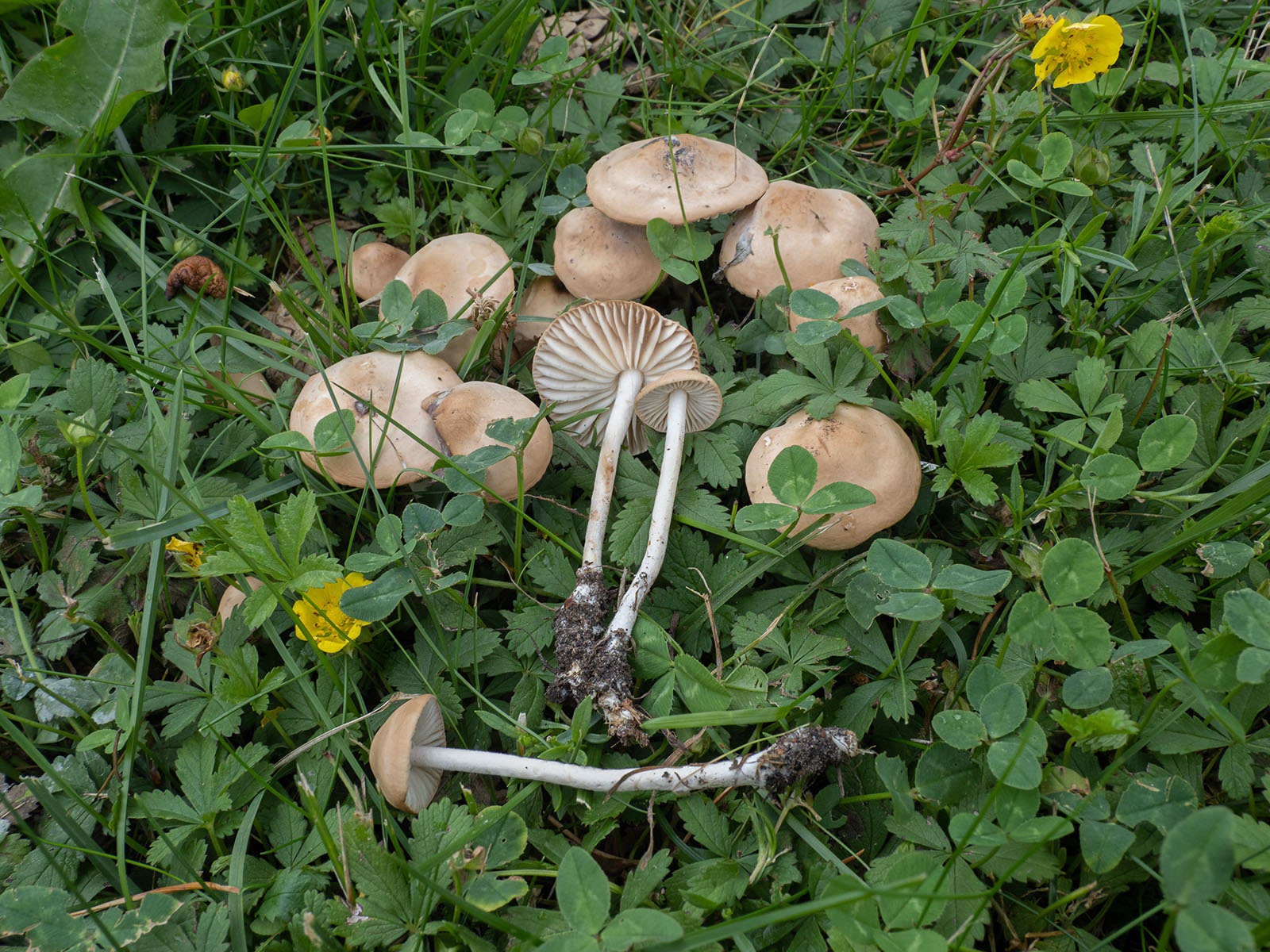 Опёнок Луговой съедобные грибы