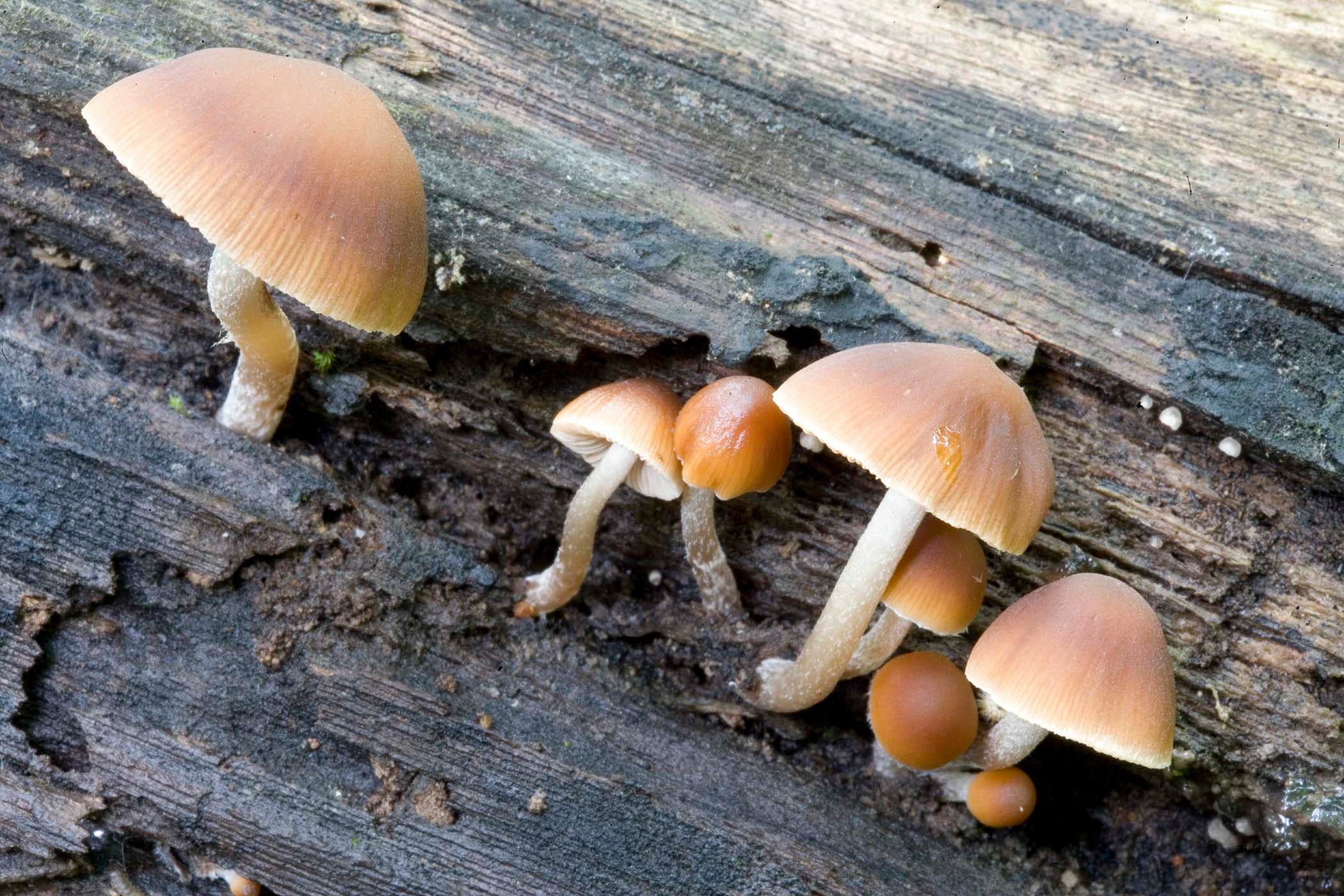 Poisonous Magic Mushrooms