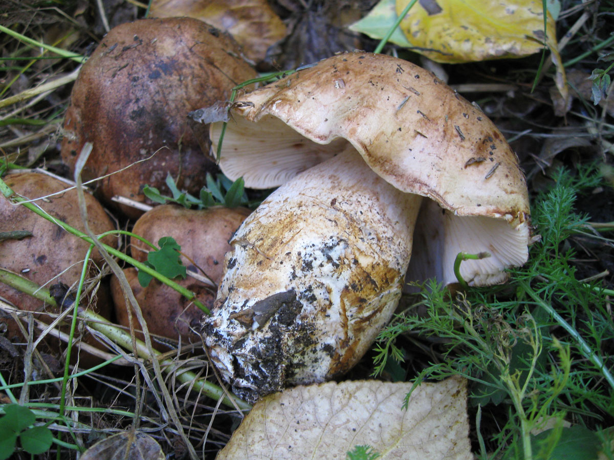 тополевка гриб фото и описание сорта
