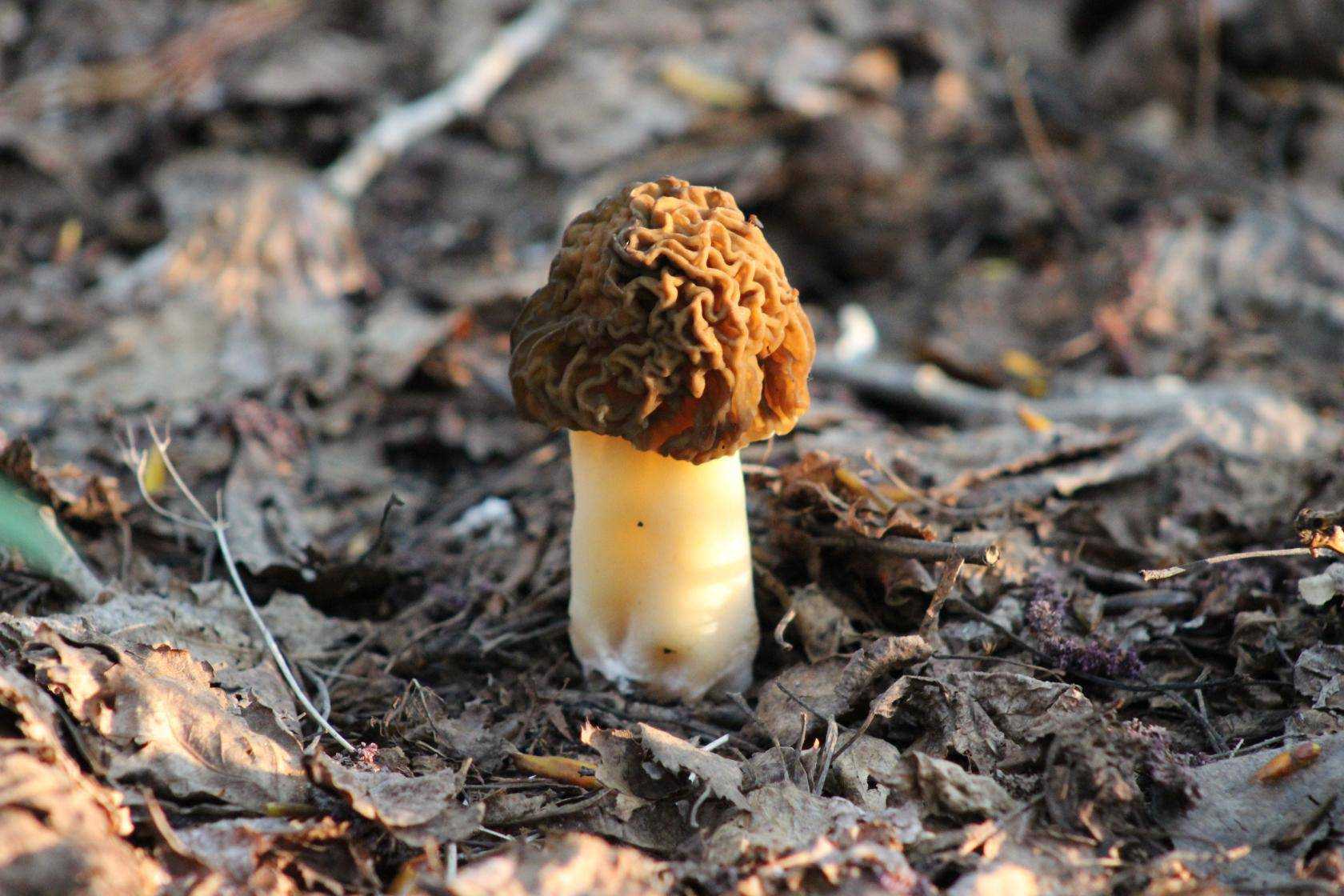 Сморчки грибы съедобные