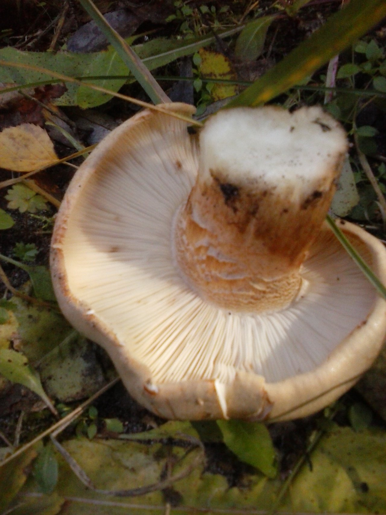 тополевка гриб фото и описание сорта