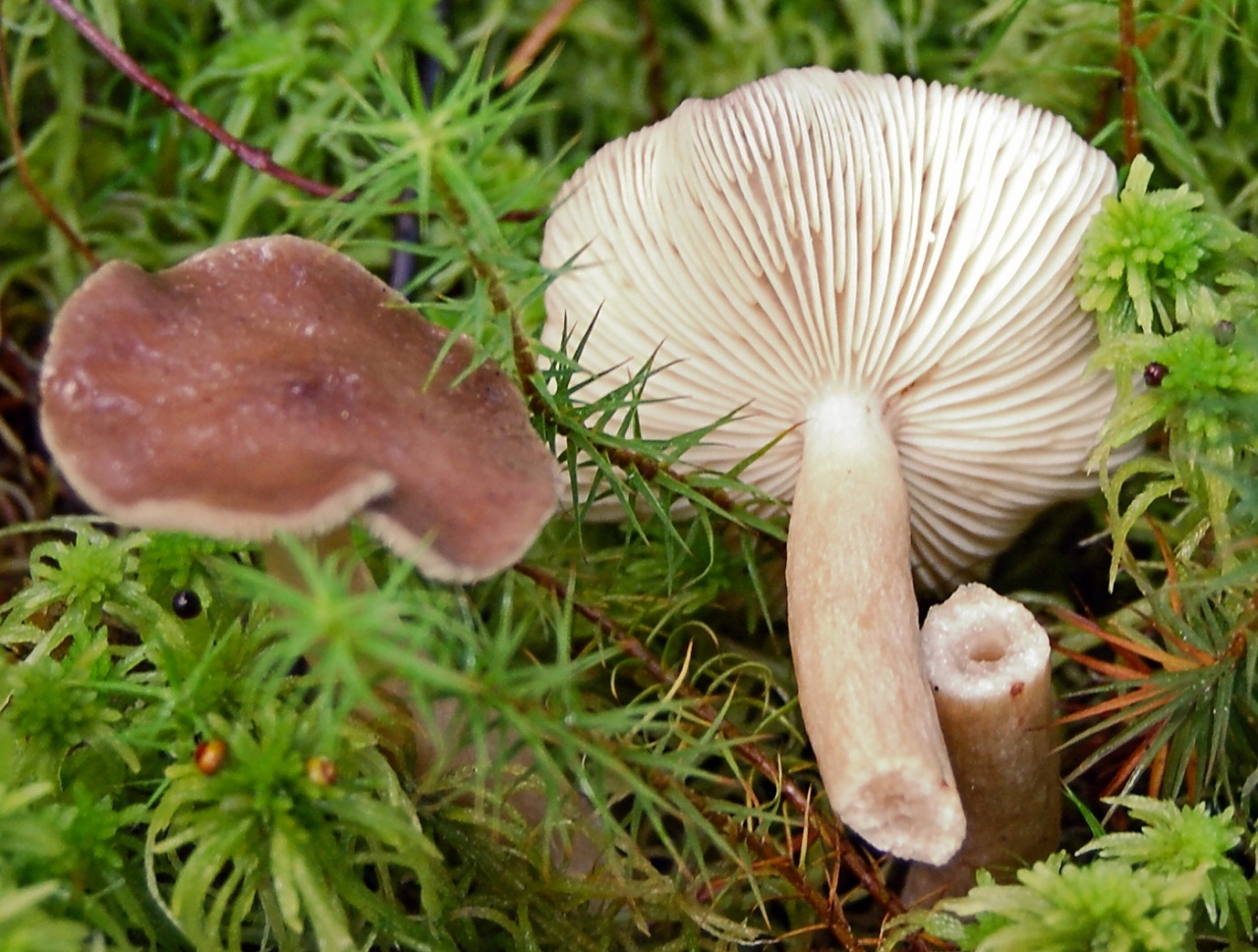 Млечник блеклый грибы