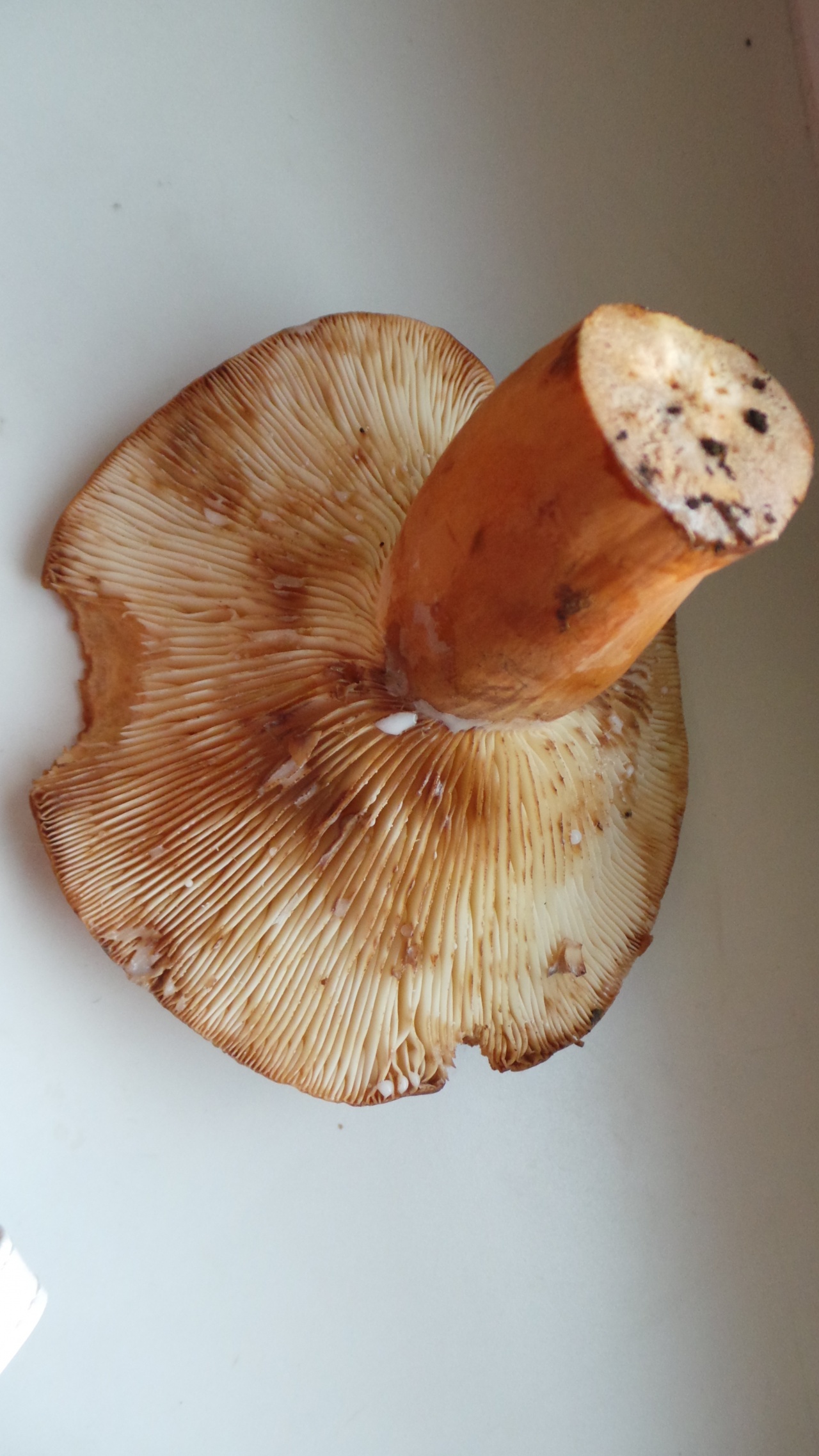 Подорешник Сахалинский гриб