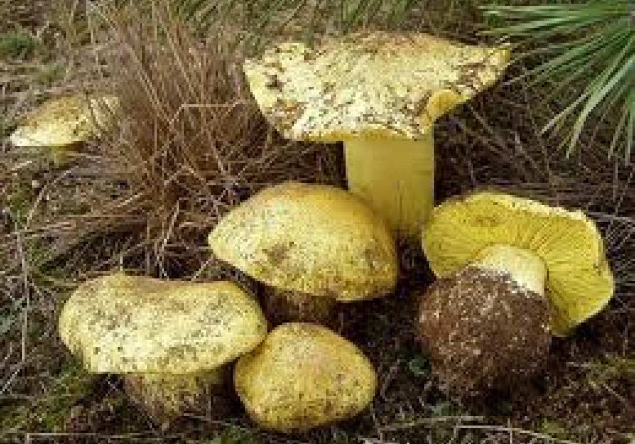 Гусиные лапки грибы фото