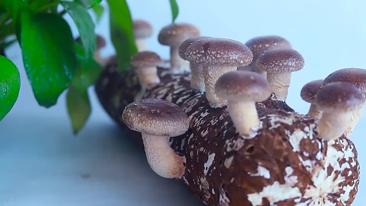 Мицелий грибов шиитаке