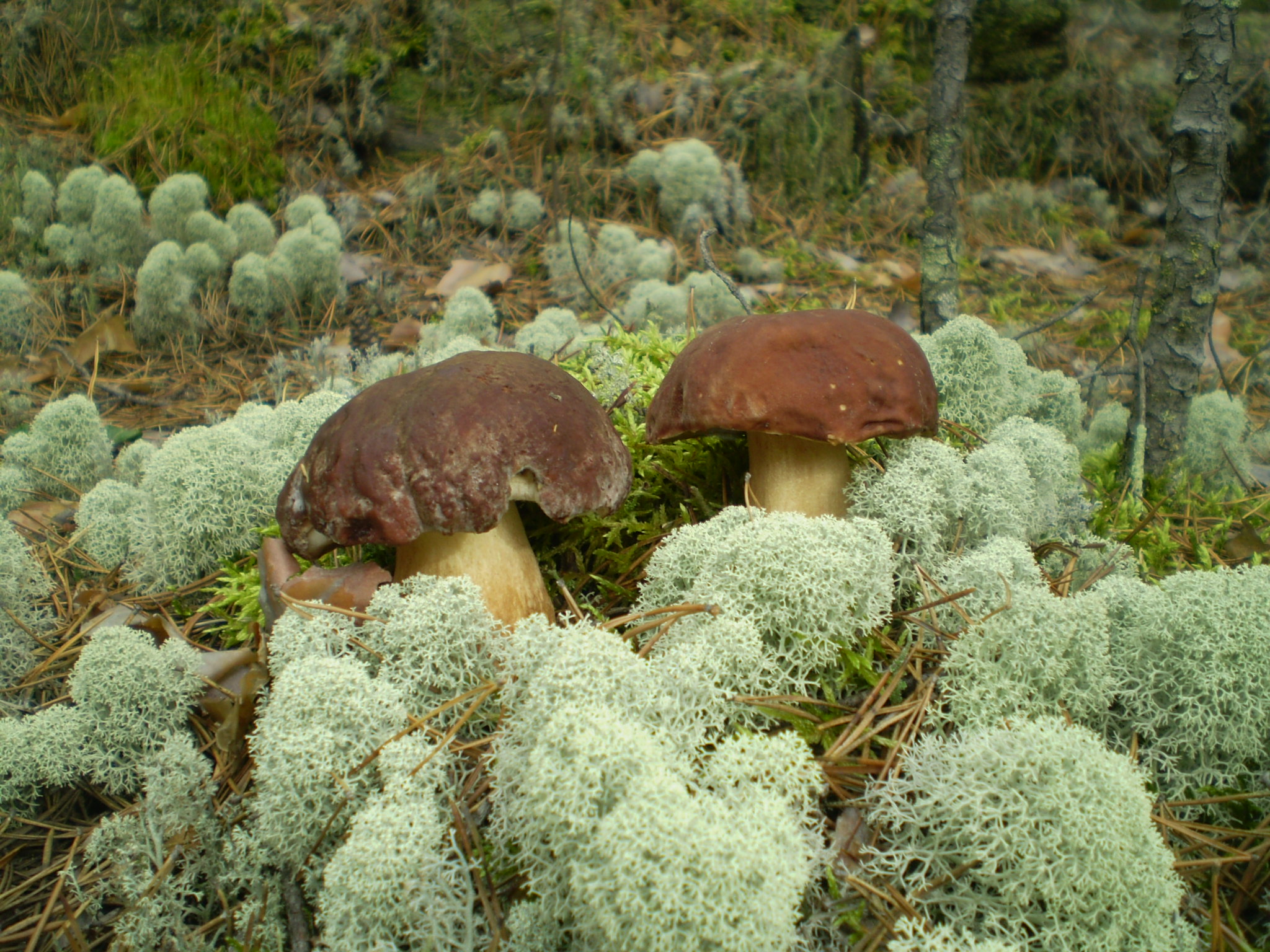 Сулзат грибы