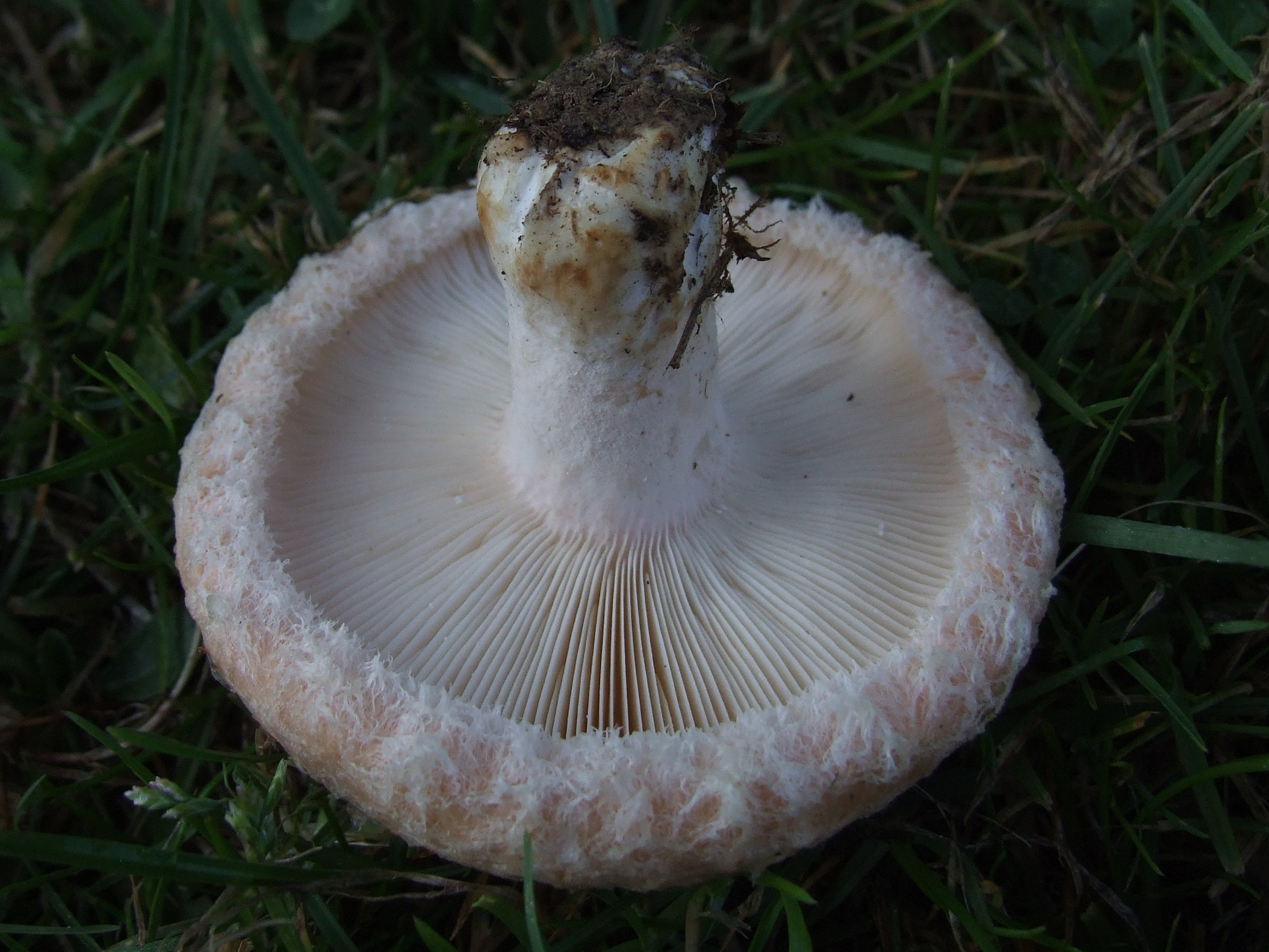 Пластинчатые грибы Белянка