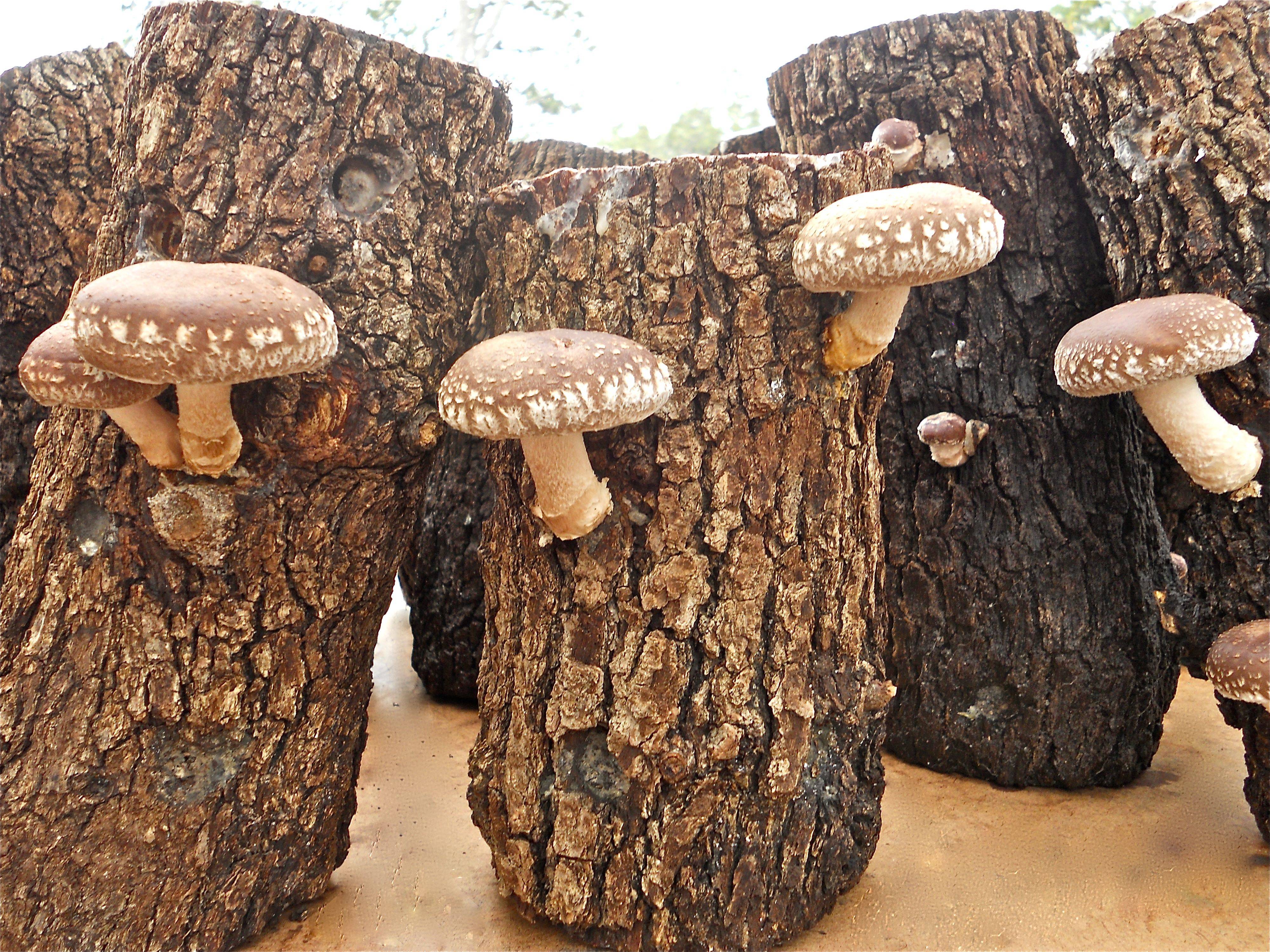Какие грибы растут в израиле